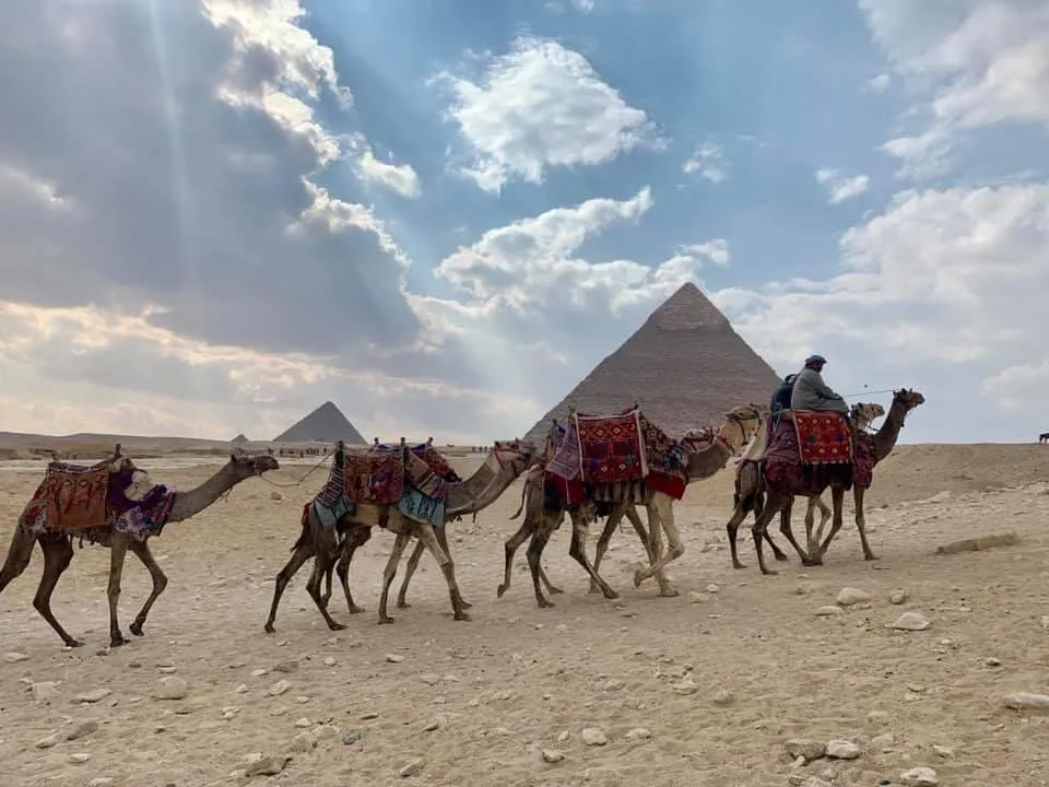 Camels at Giza