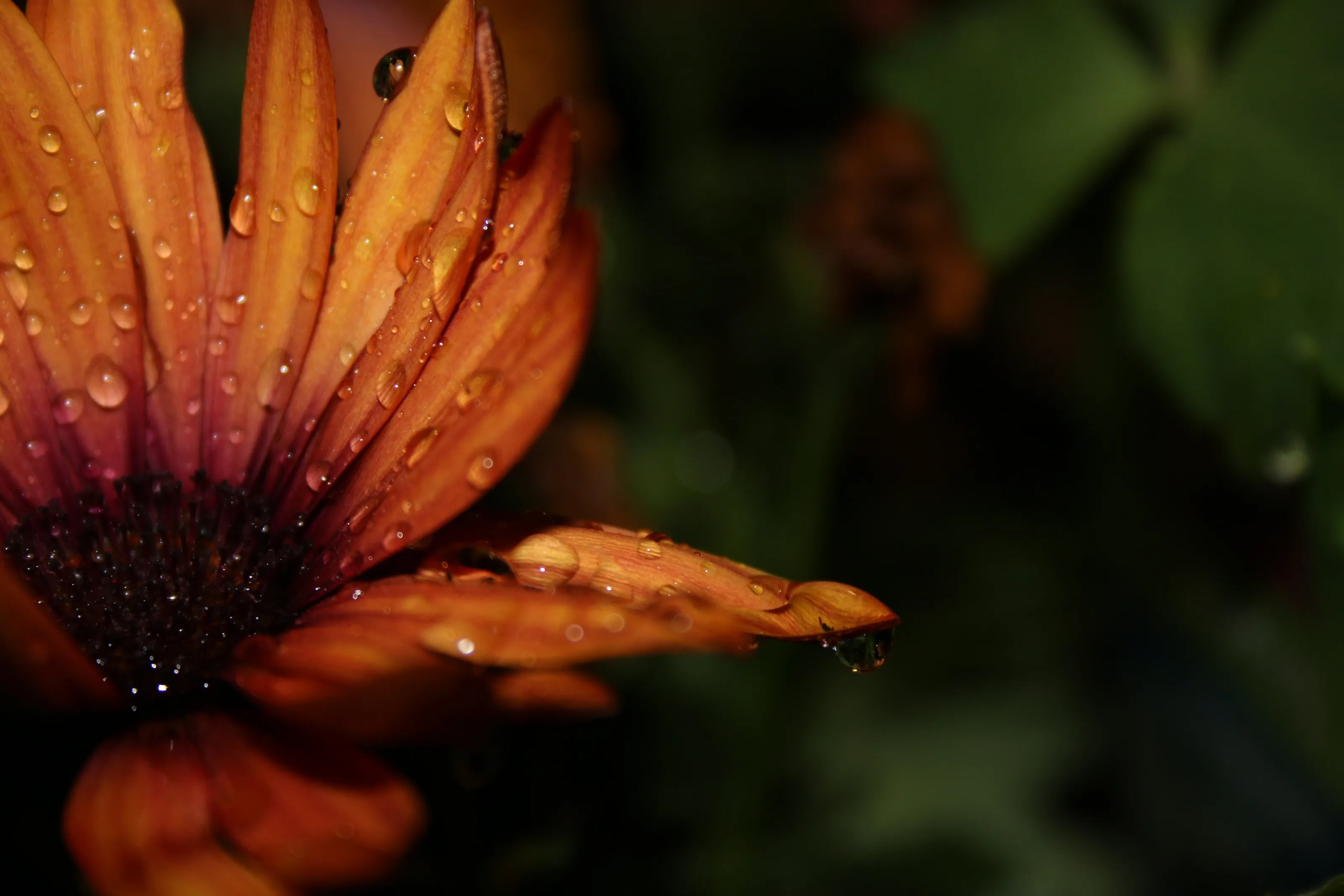 Osteospermum after rain