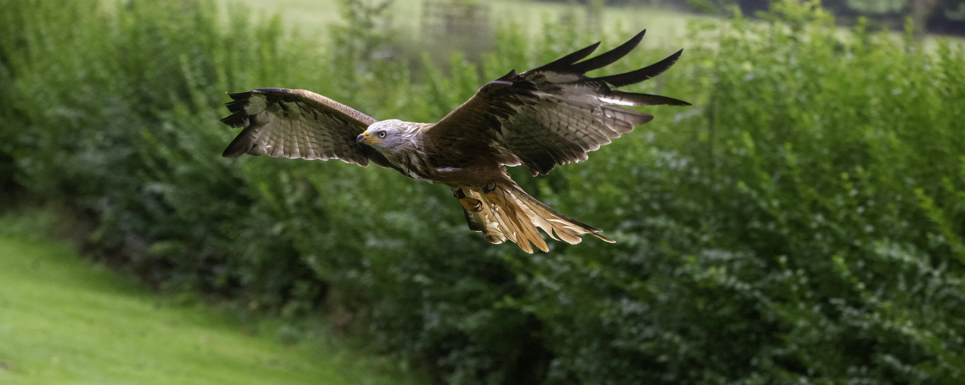 red kite over hedge