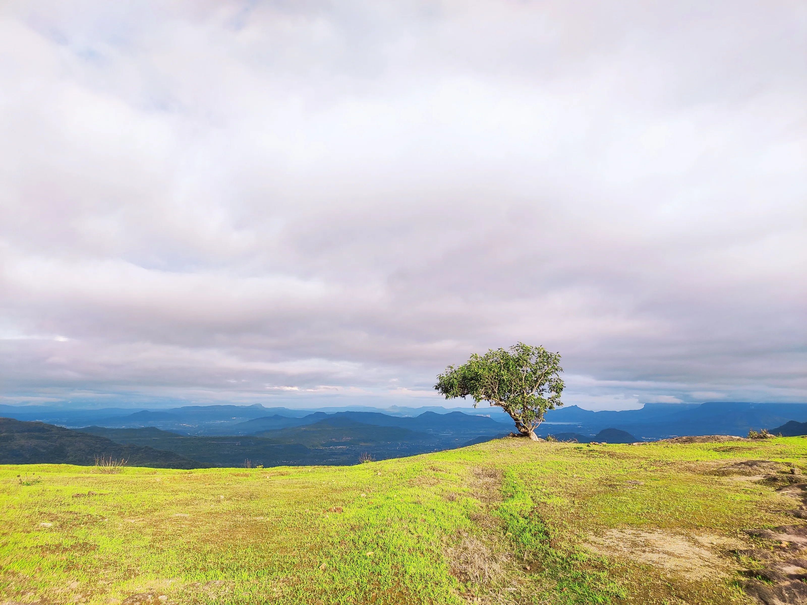 Alone Tree on the green hills along the way while trekking to Dhak fort
