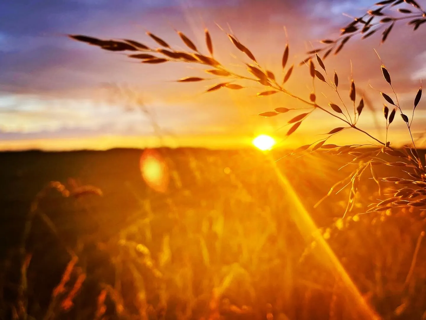 Golden fields
