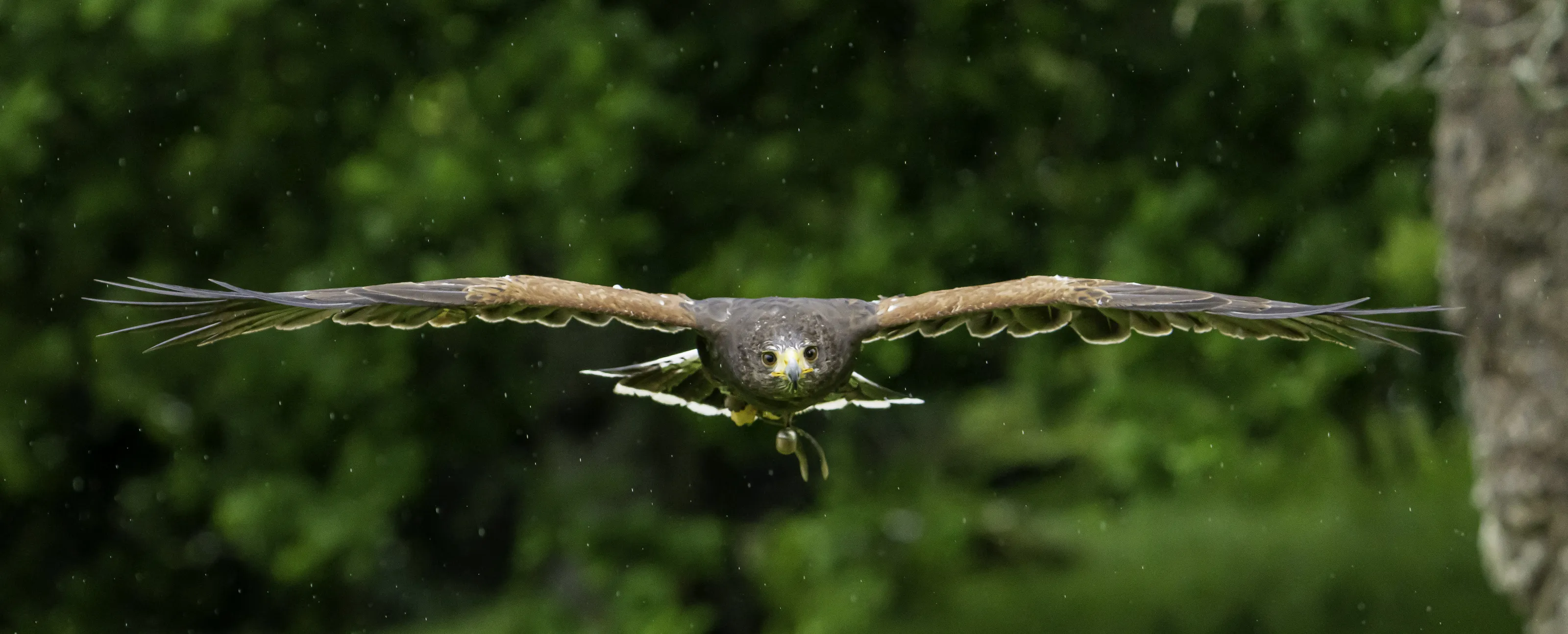 Bird in Flight