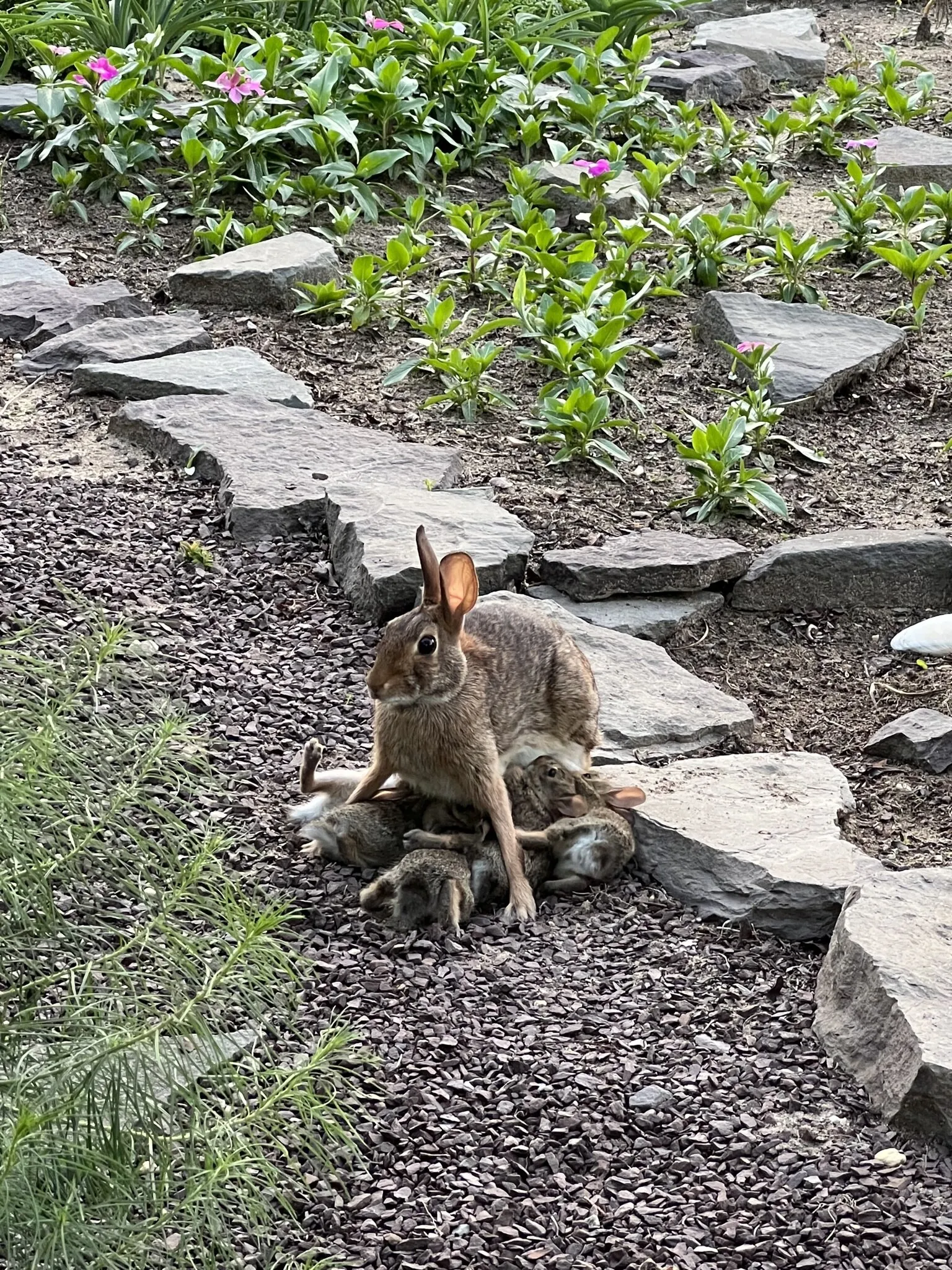 Bunny feeding time