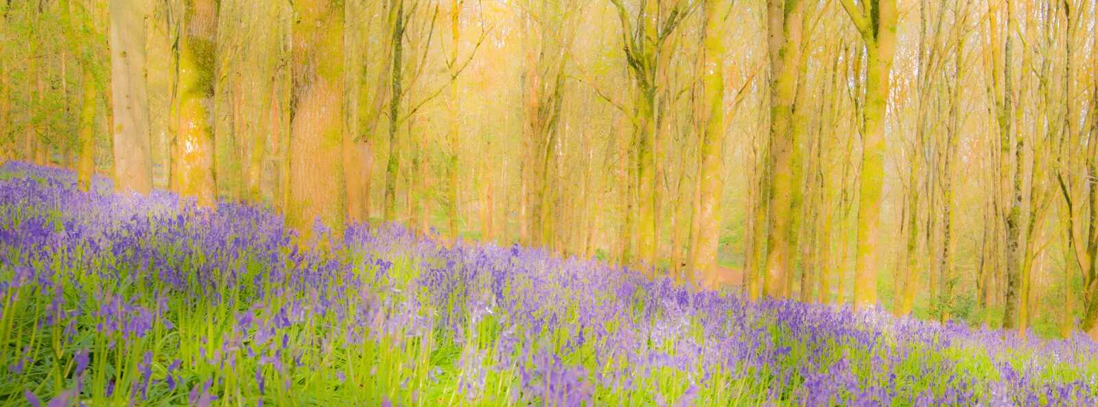 The Woods