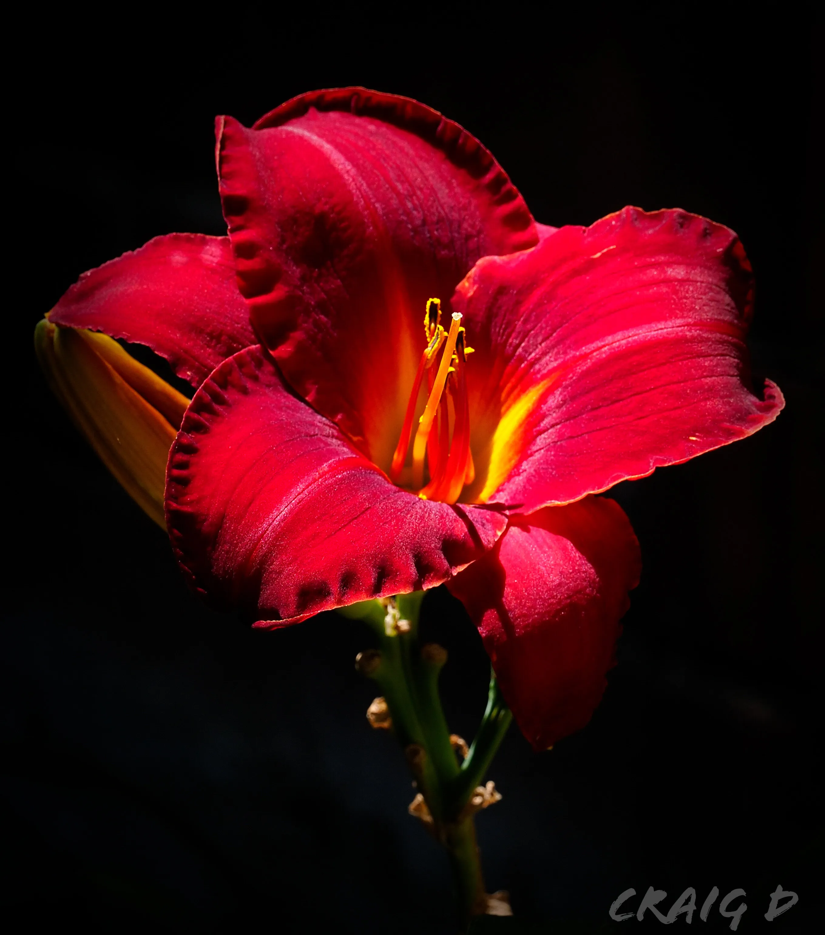 Red Daylily, Southern California
