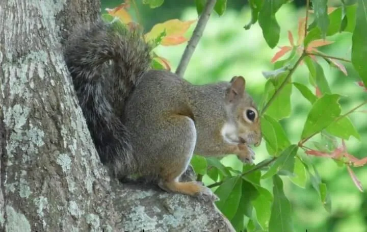 Feeling squirrely