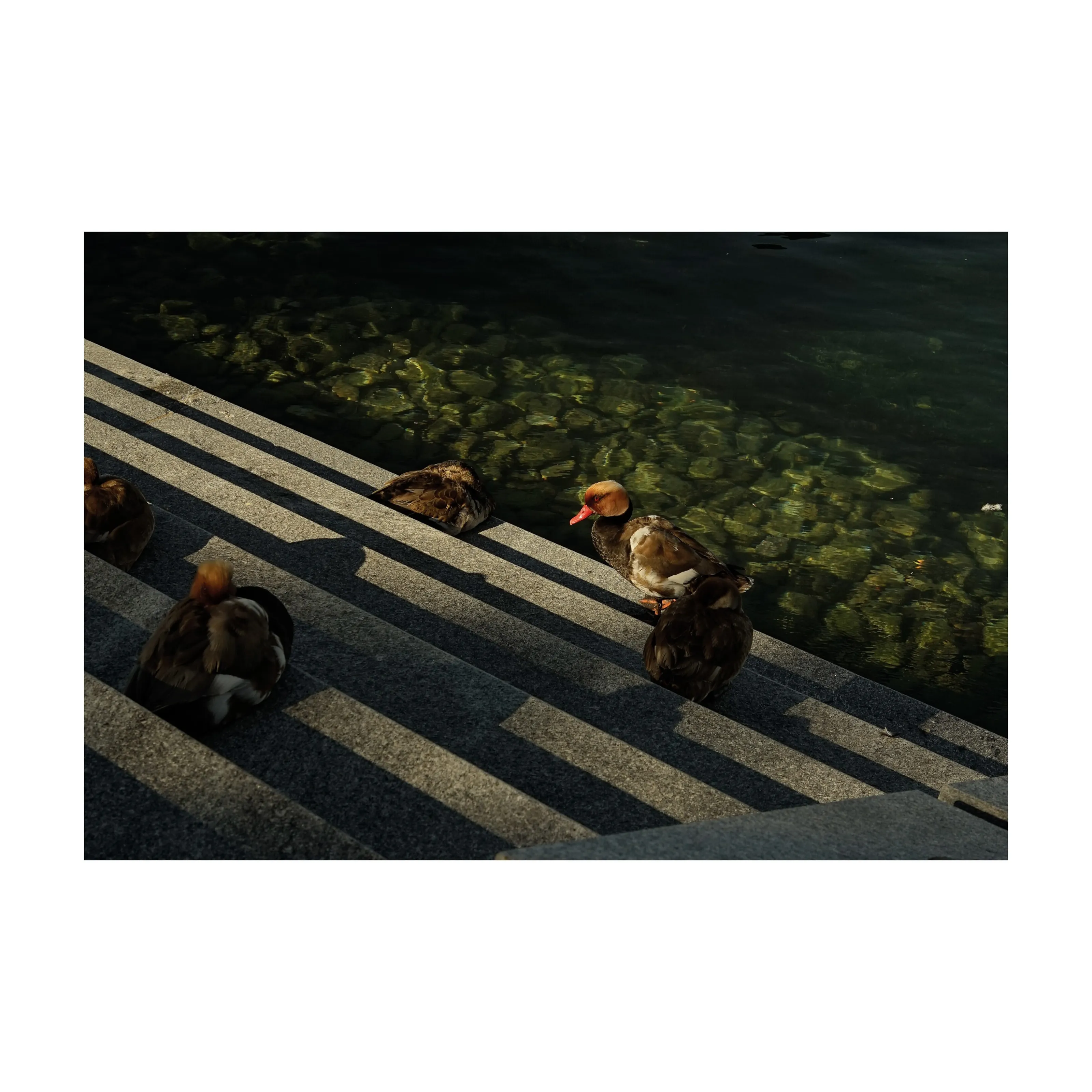 Red-crested pochard at Limmat