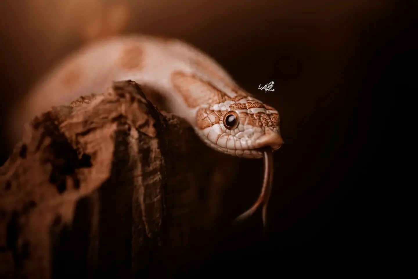 Hognose Snake