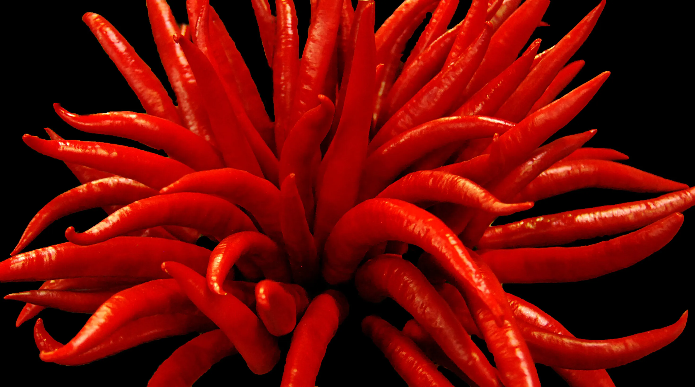 Red Hot
