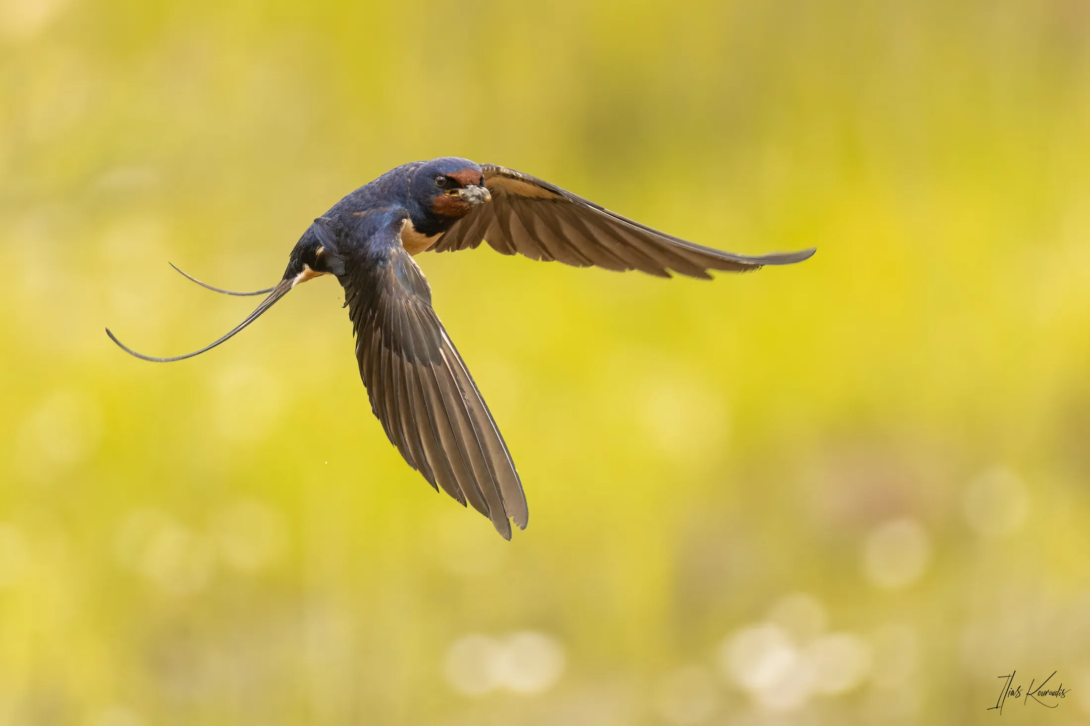 Building the nest