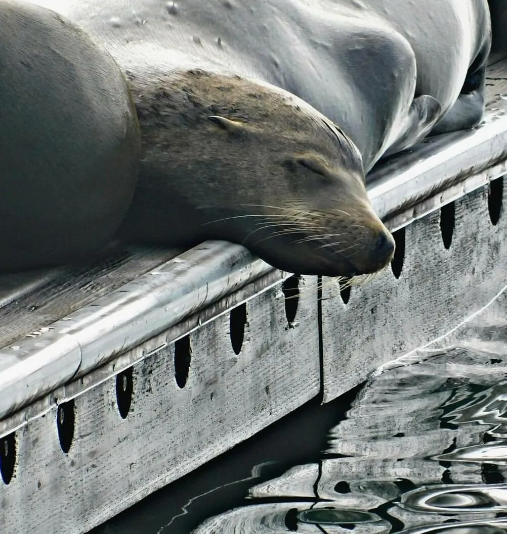 Seal on the docks