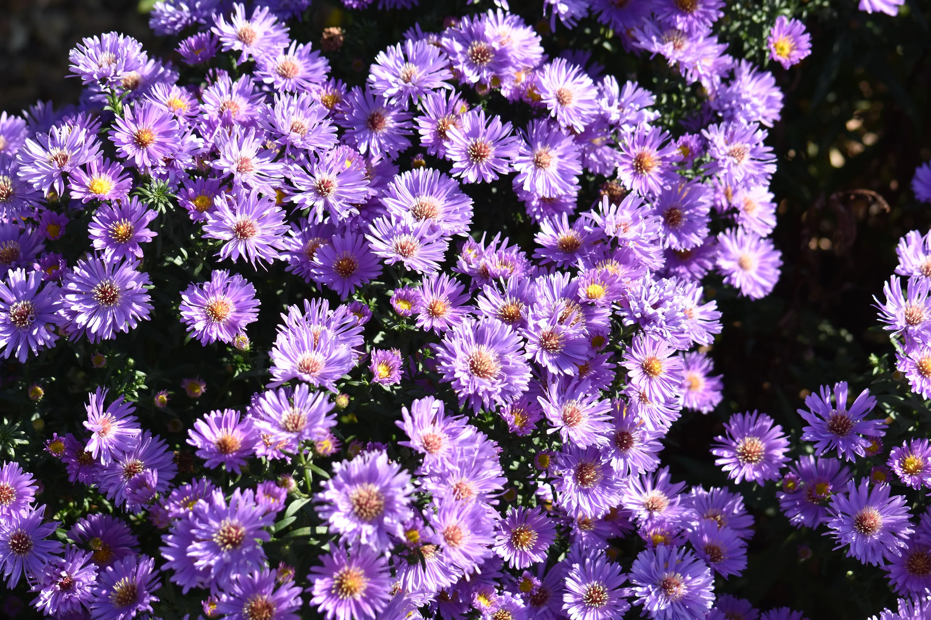 Long Leafed Aster