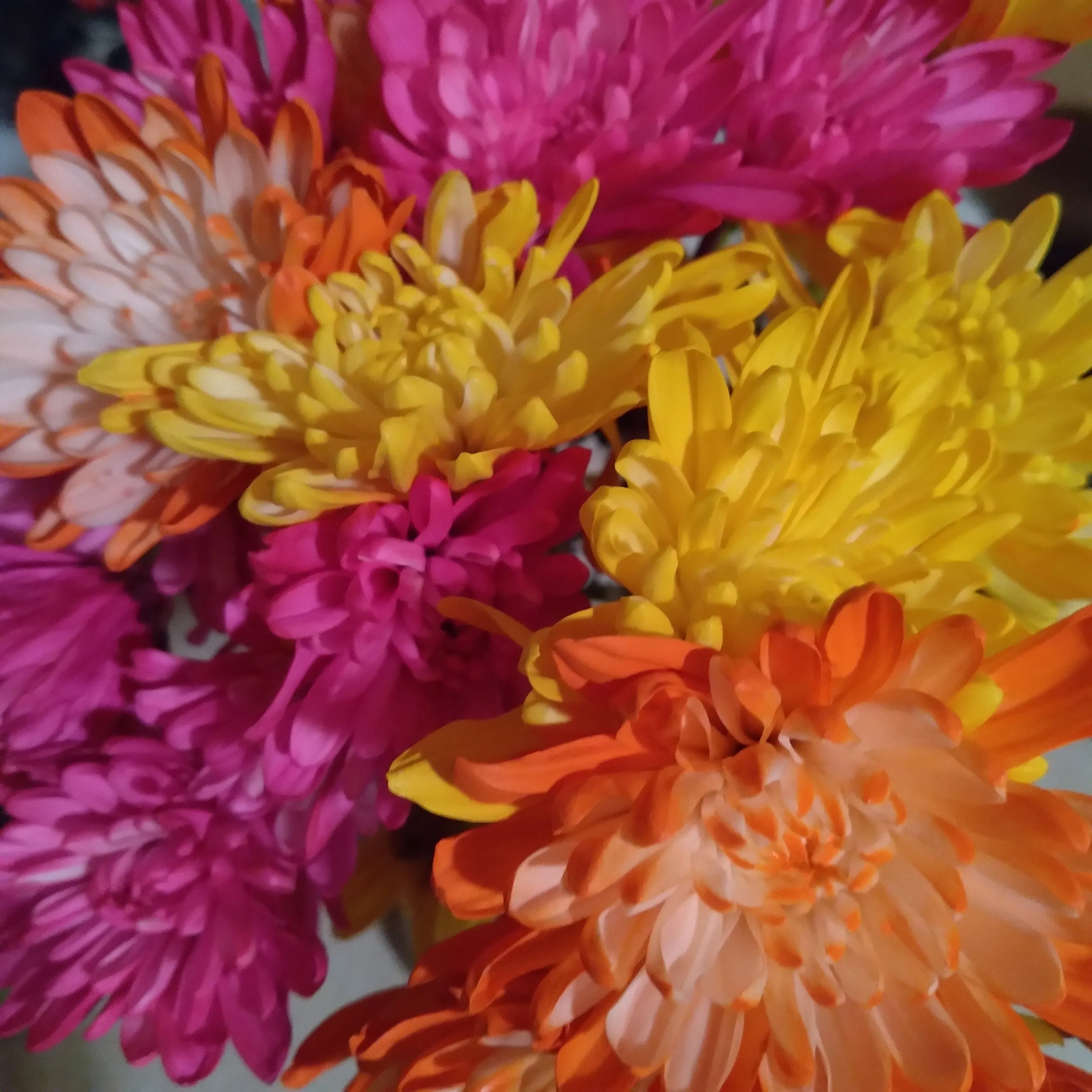 Pretty Petals