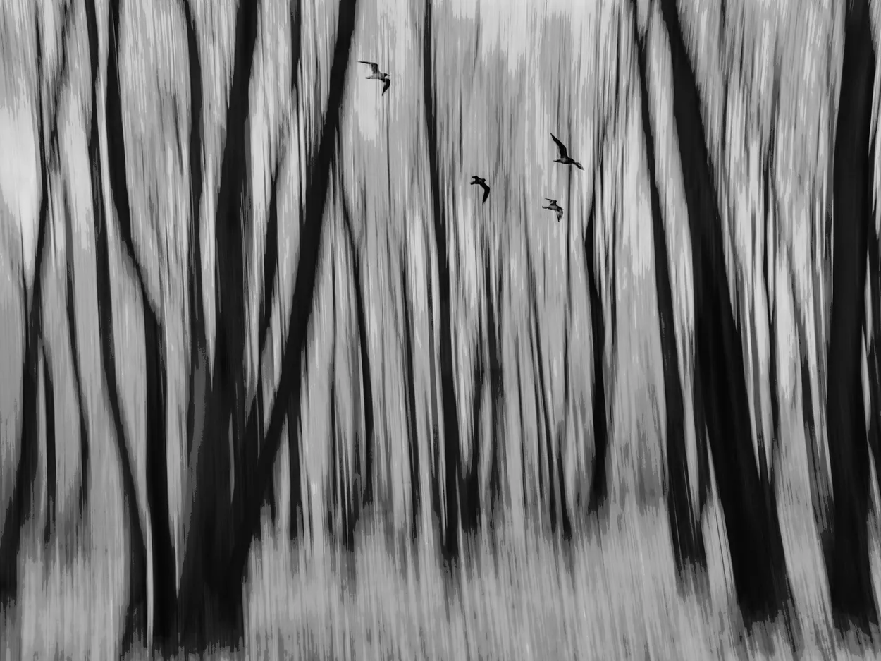 Entry 15210774