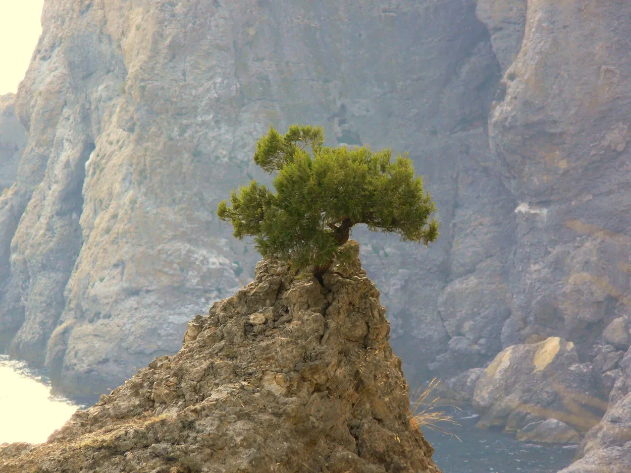 Entry 16818809