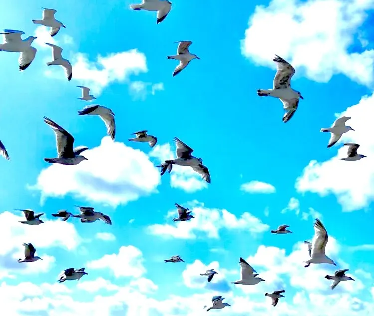 In Flight
