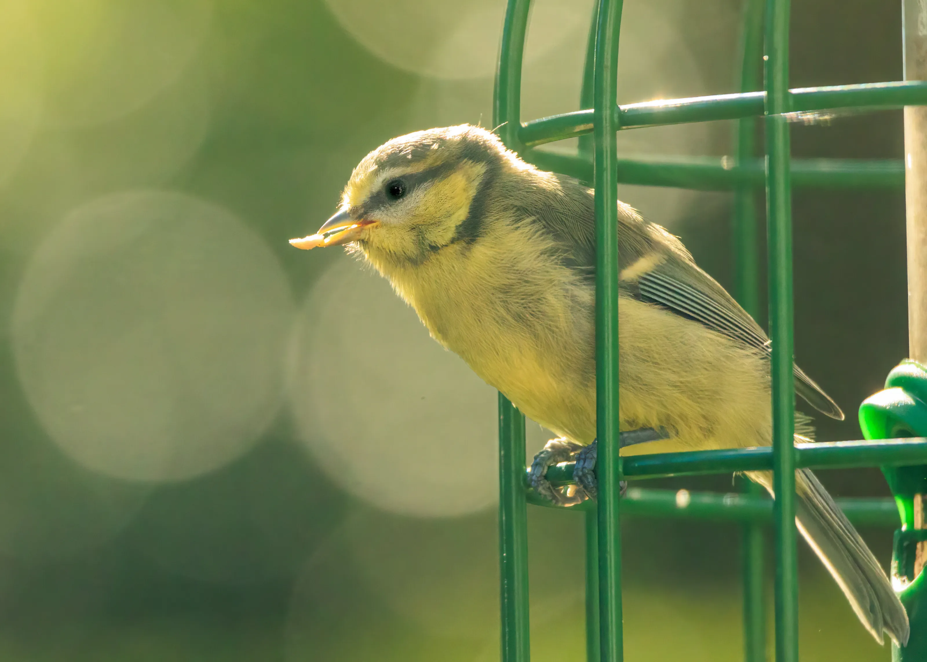 Self service breakfast is for the birds!