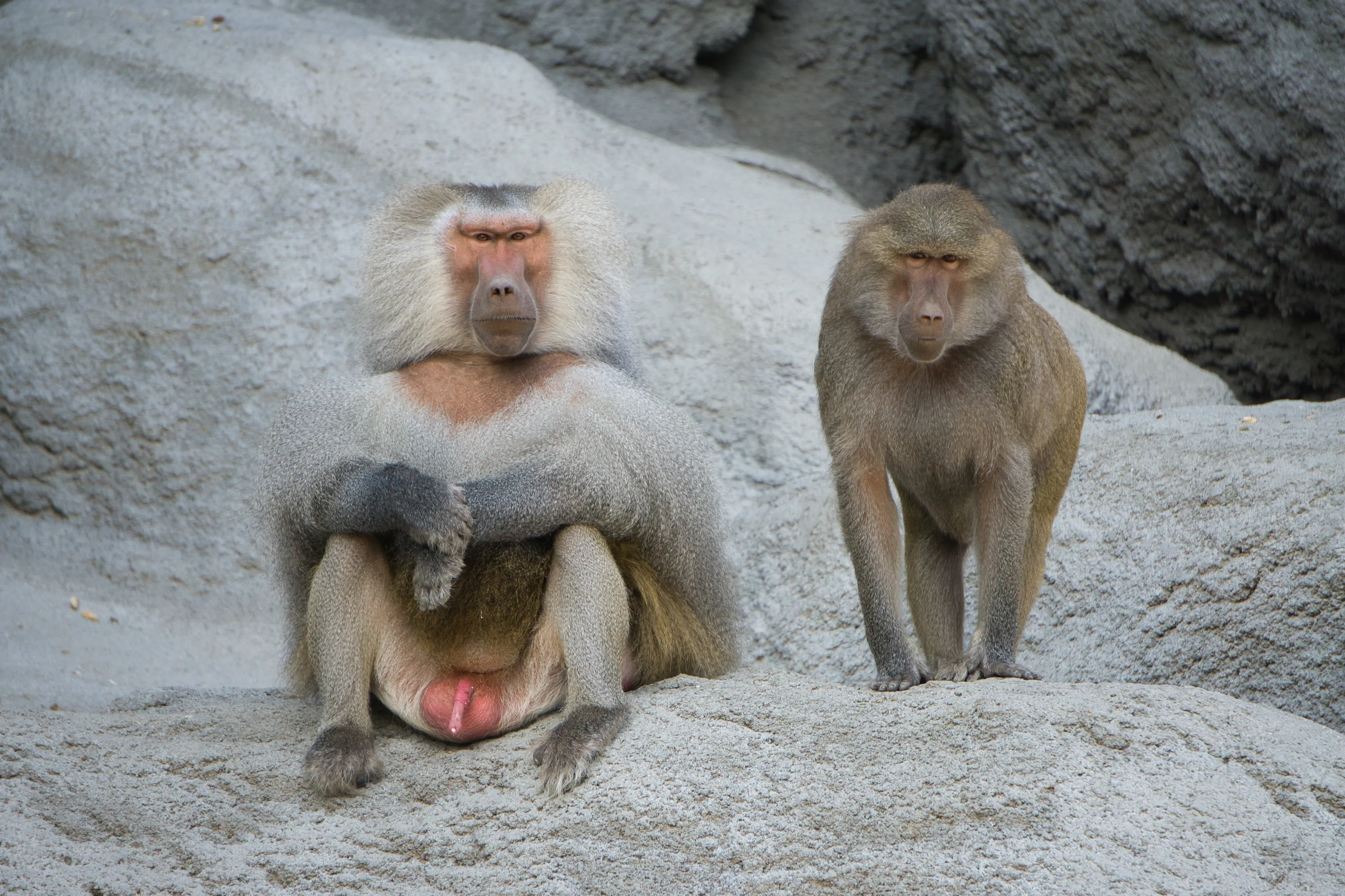 Papio Hamadryas baboons male and female monkeys sitting on a rock formation