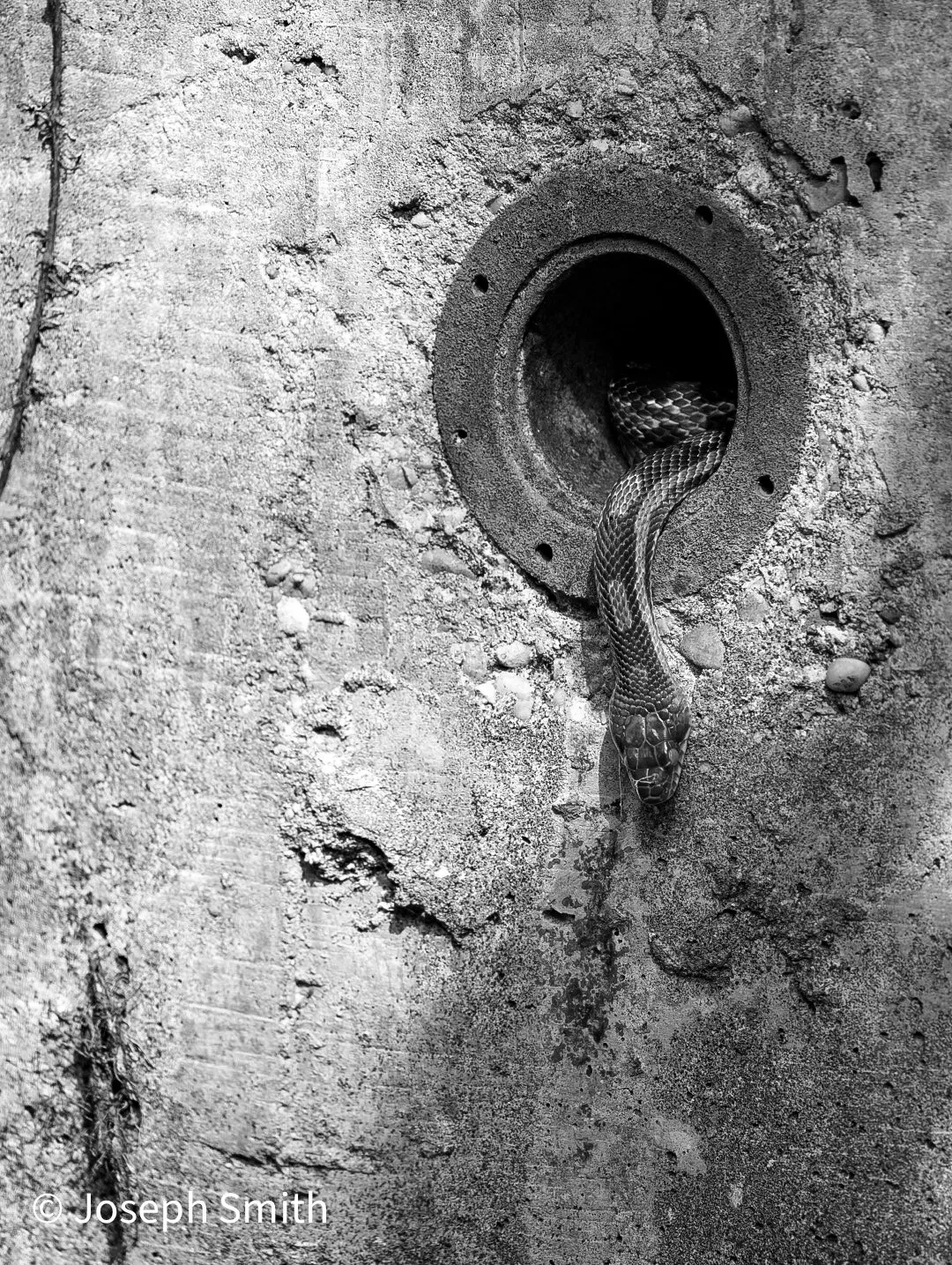 Snake in a pipe
