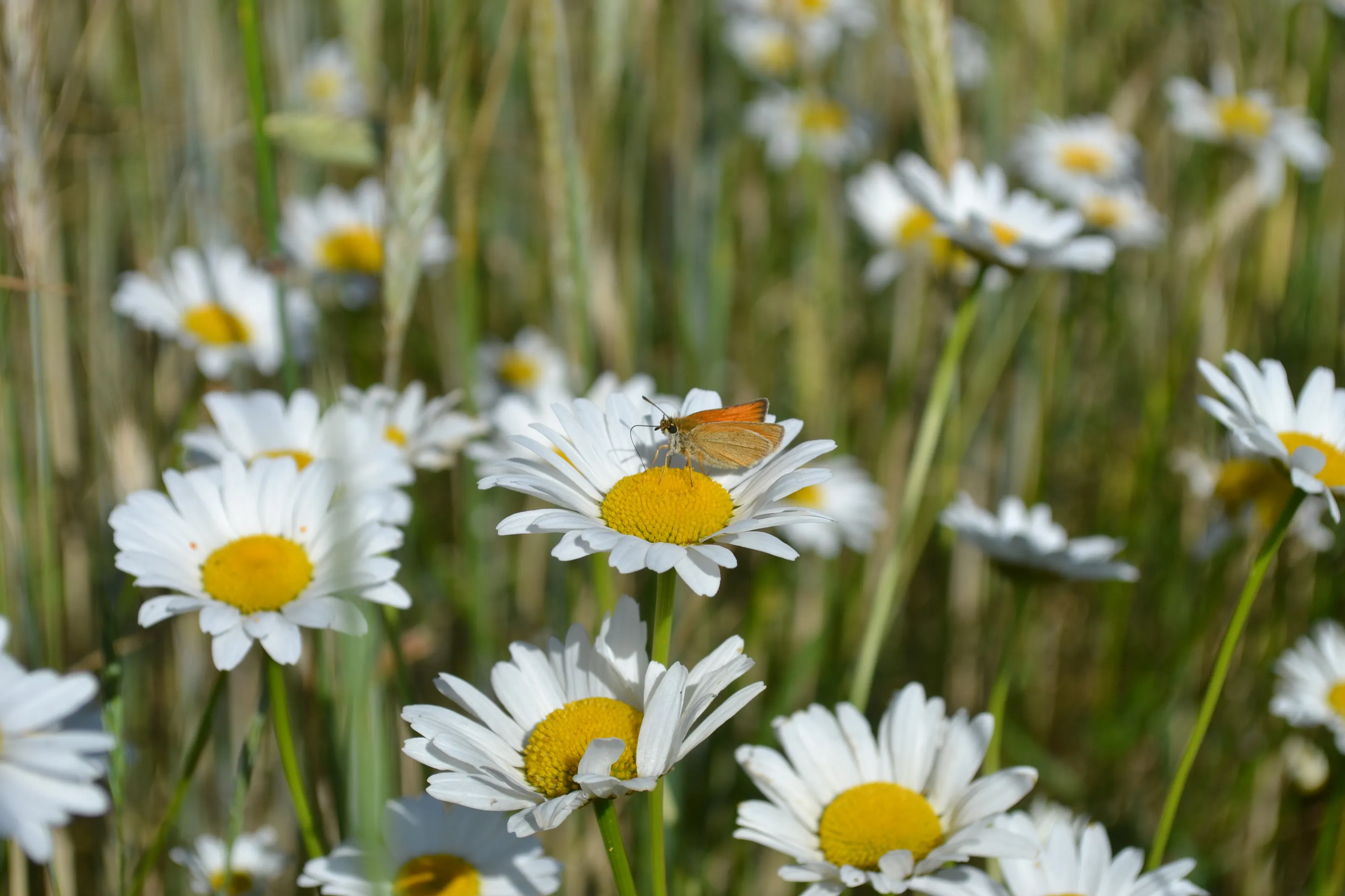 Daisy Day