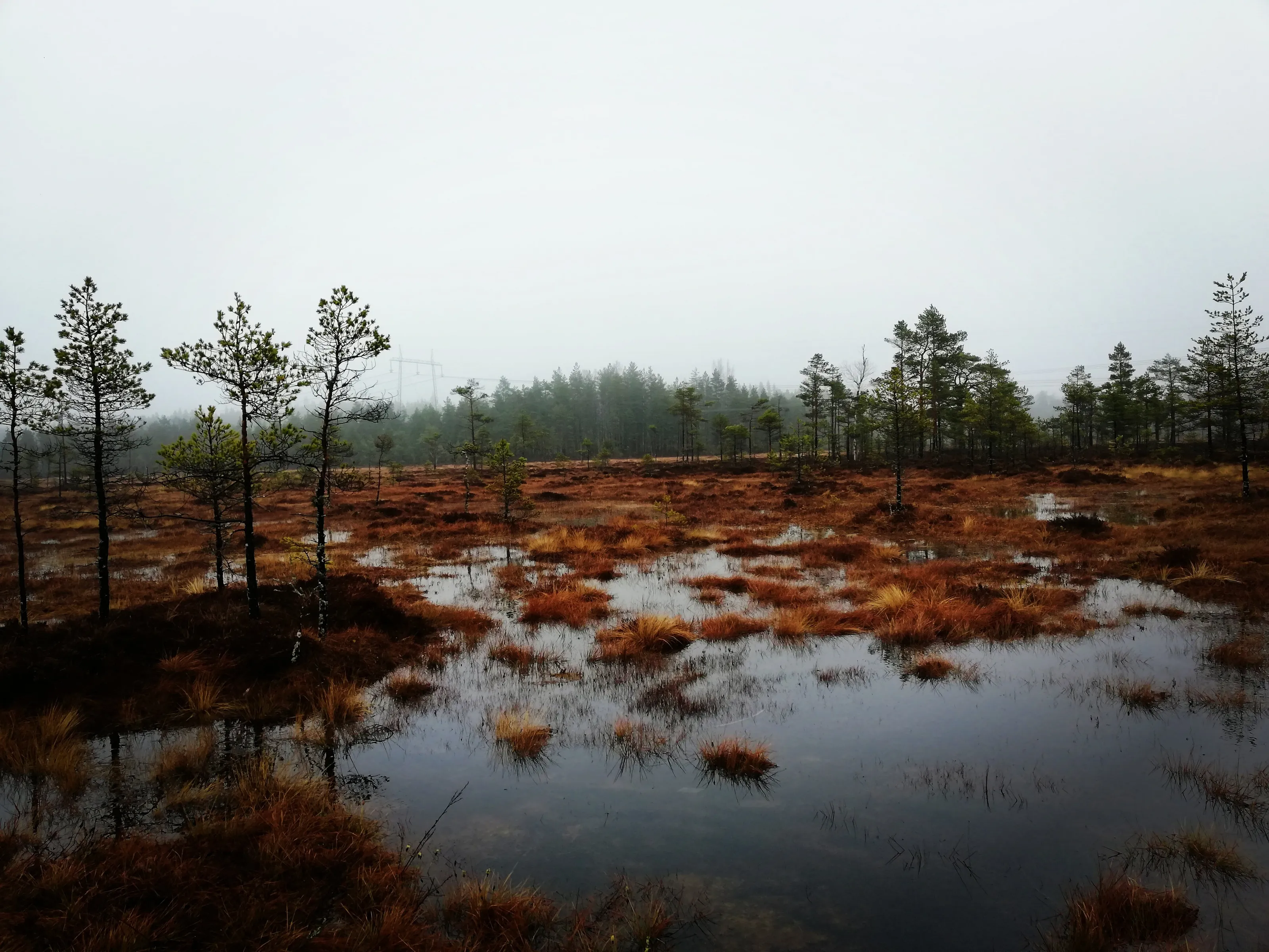 Lone marsh