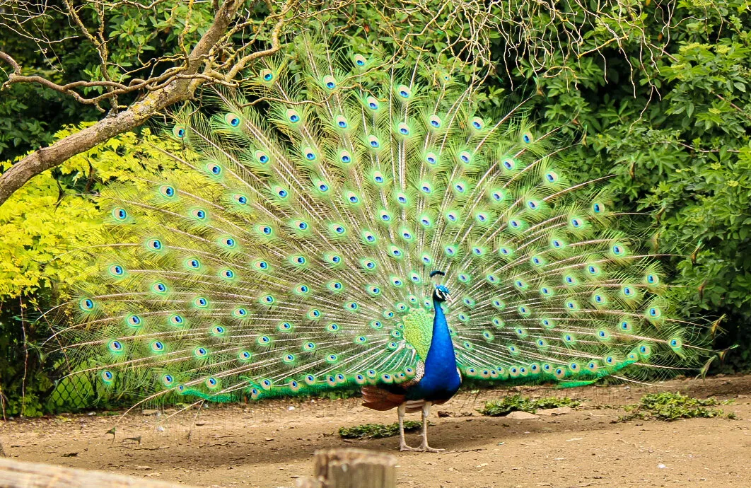 Display of beauty