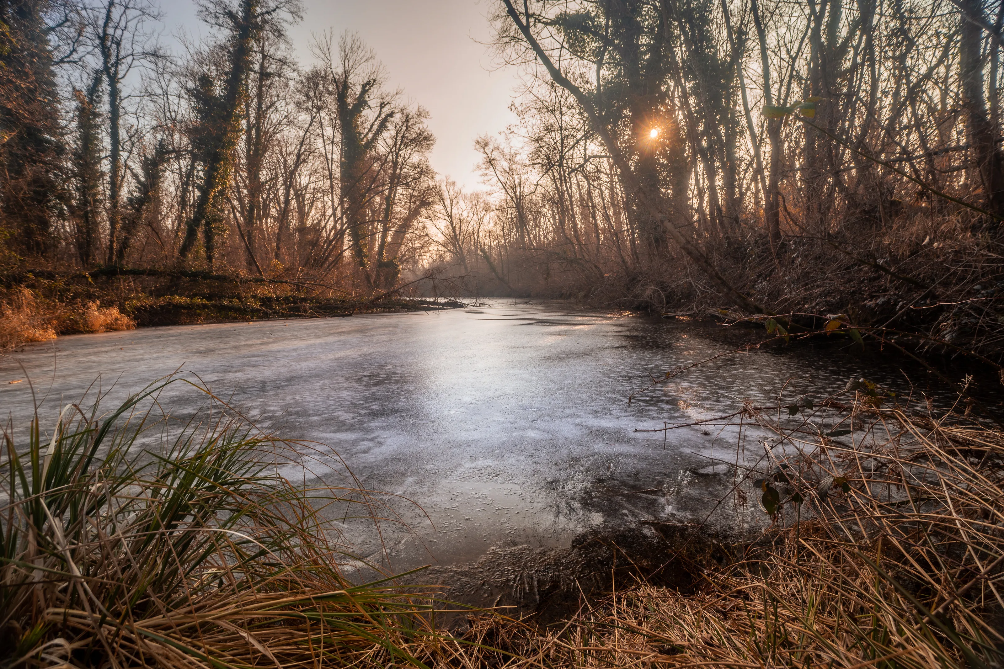 Frozen swamp