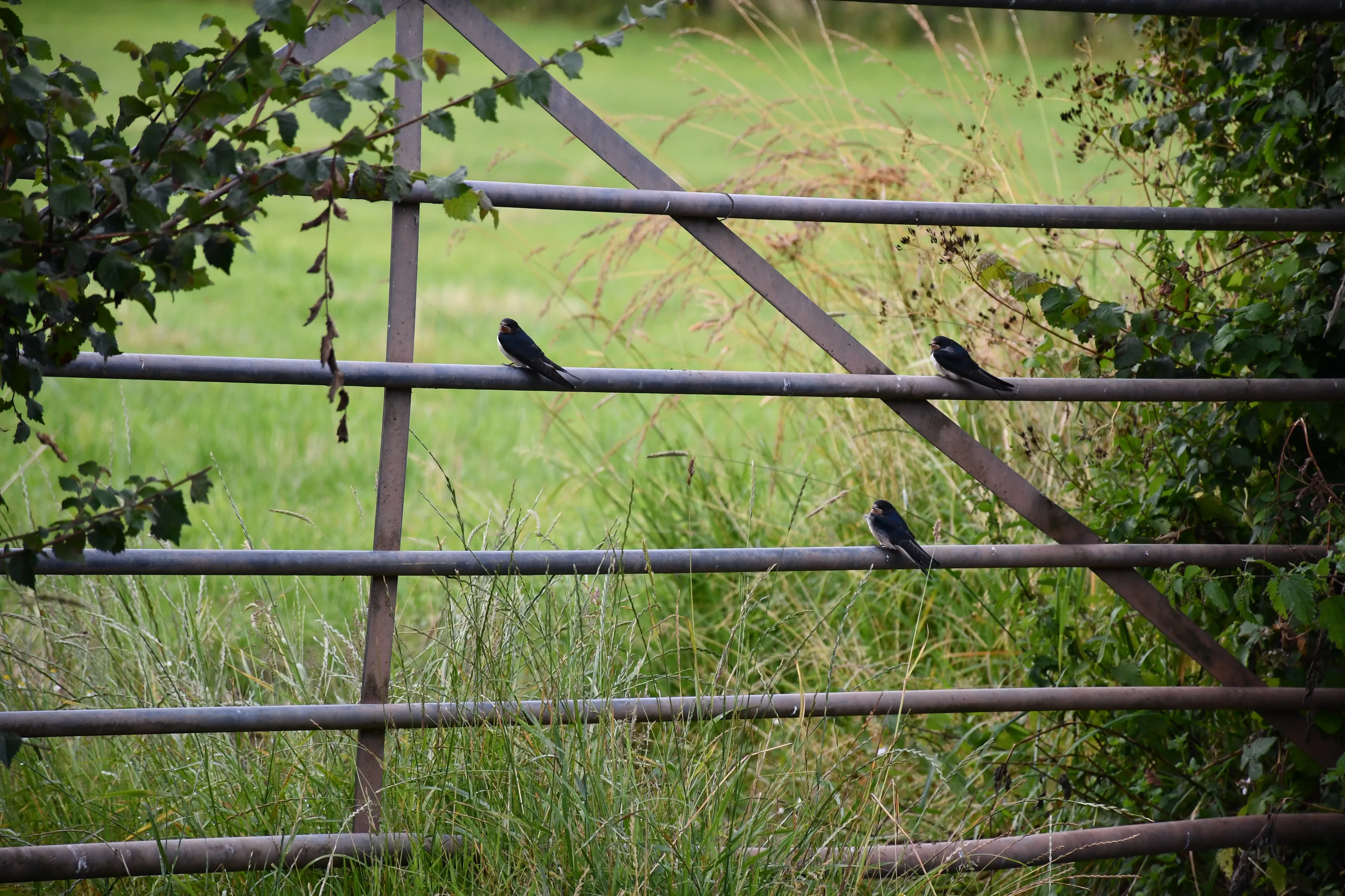 Three little birds
