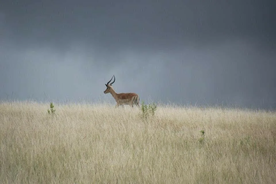 Springbok