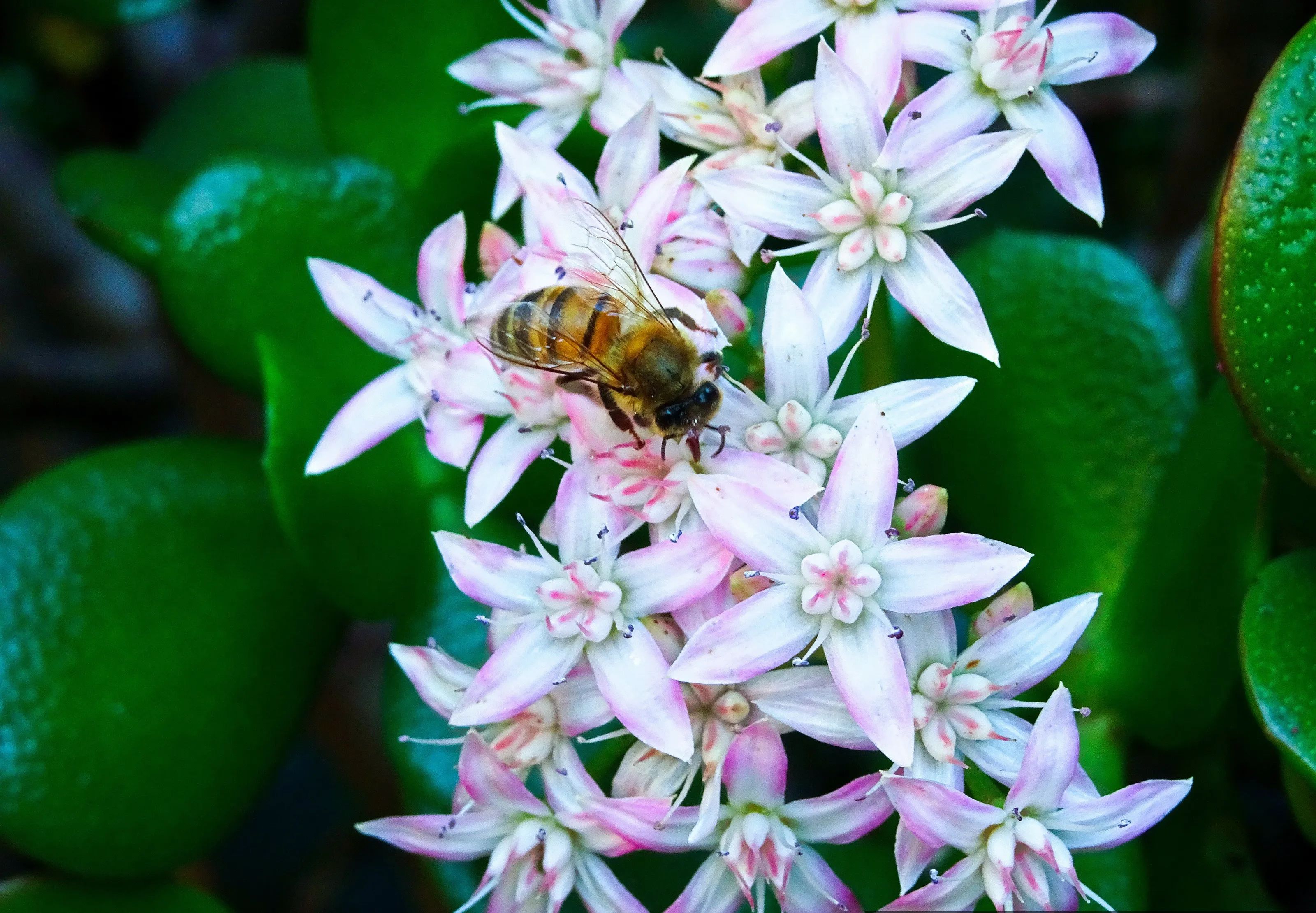 Busy Bee