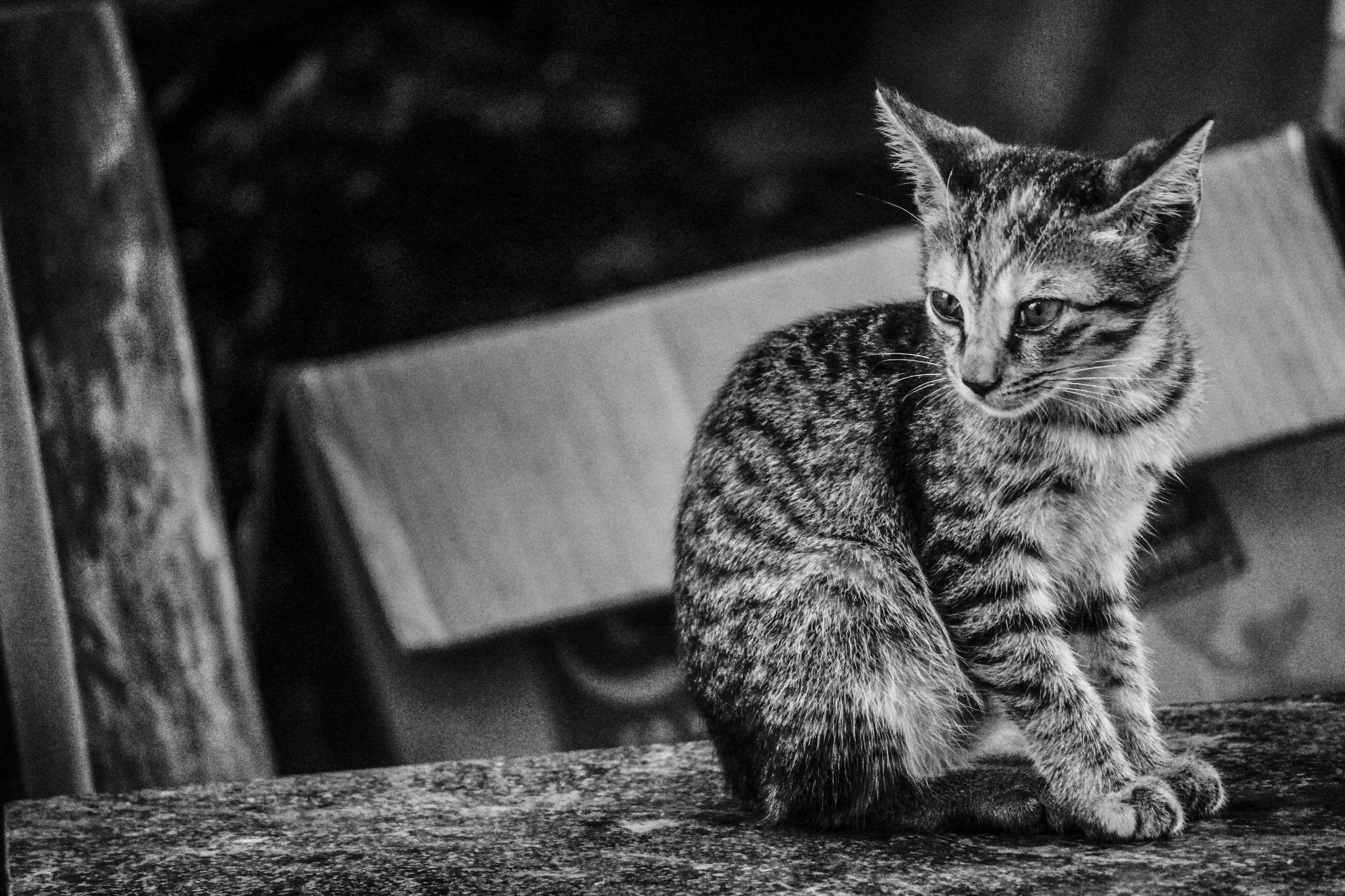 Wild Cat