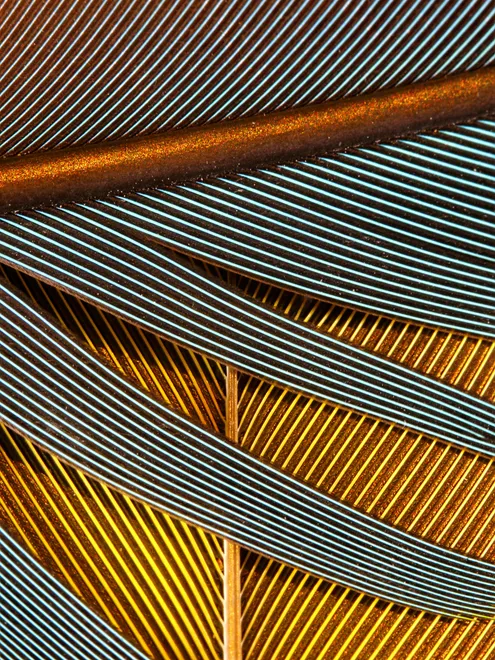 Macaw Feathers 3