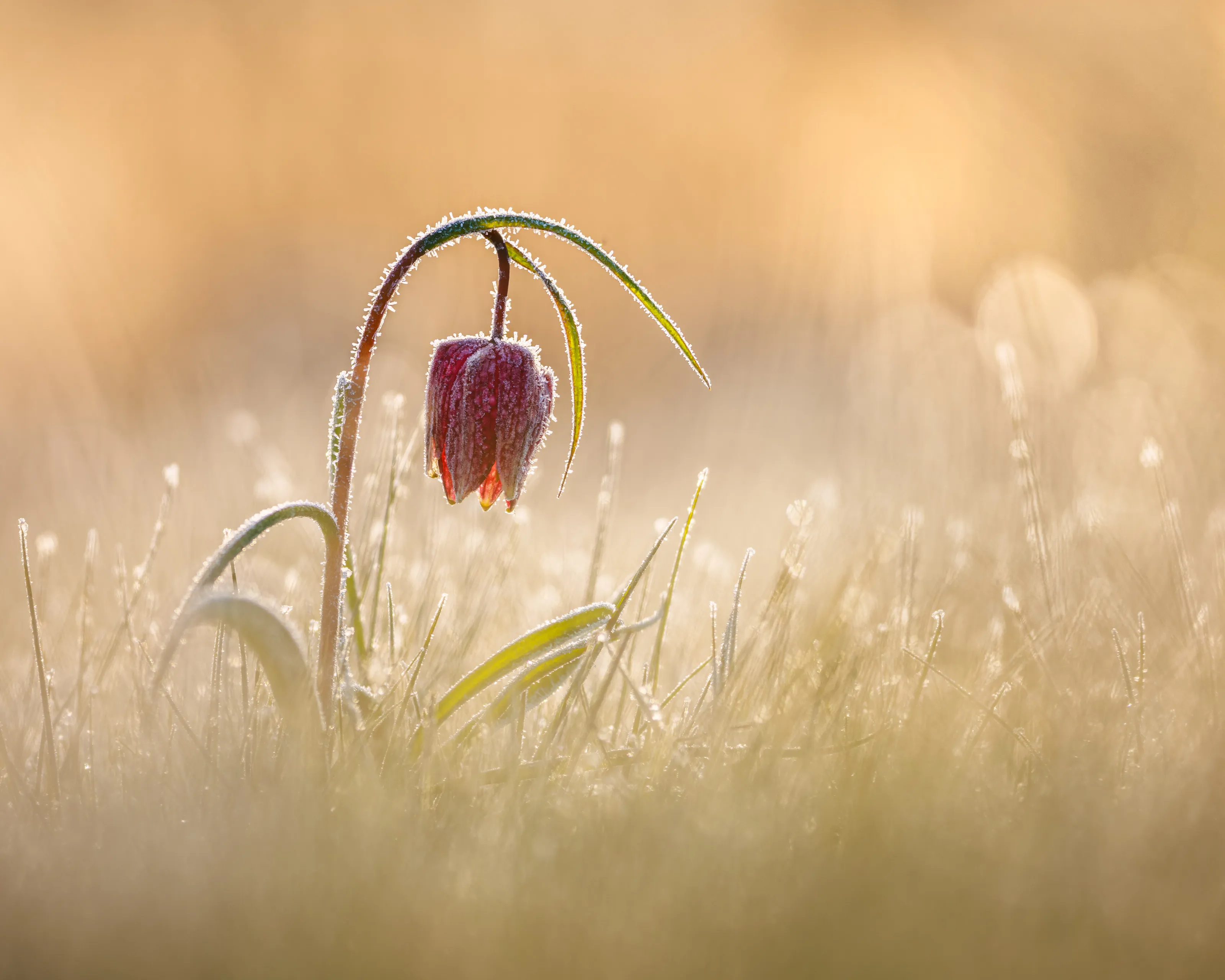 Thawing Beauty