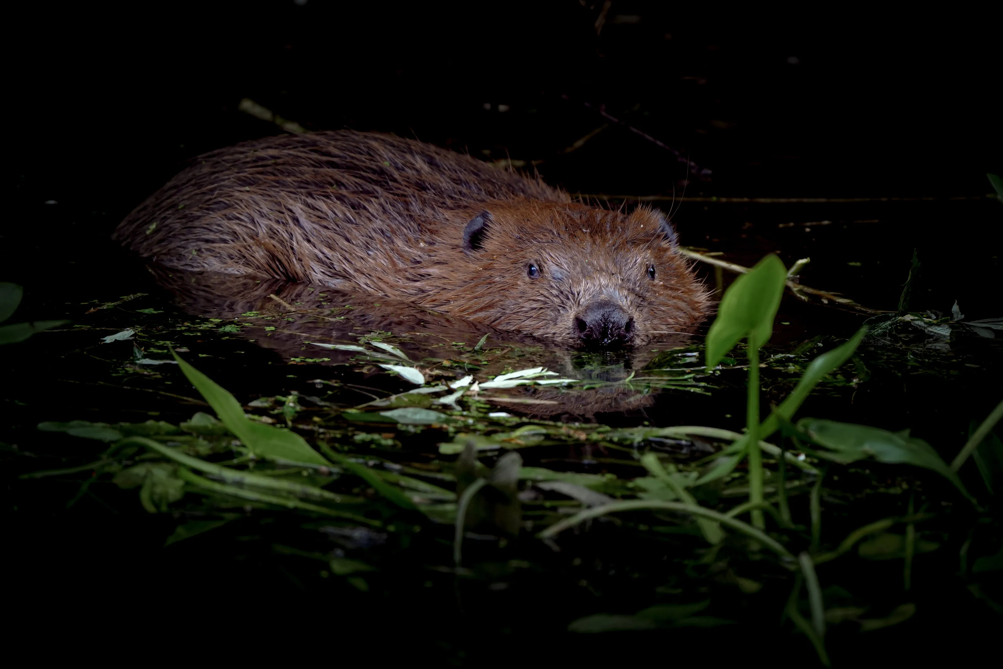 European beaver (castor fiber)