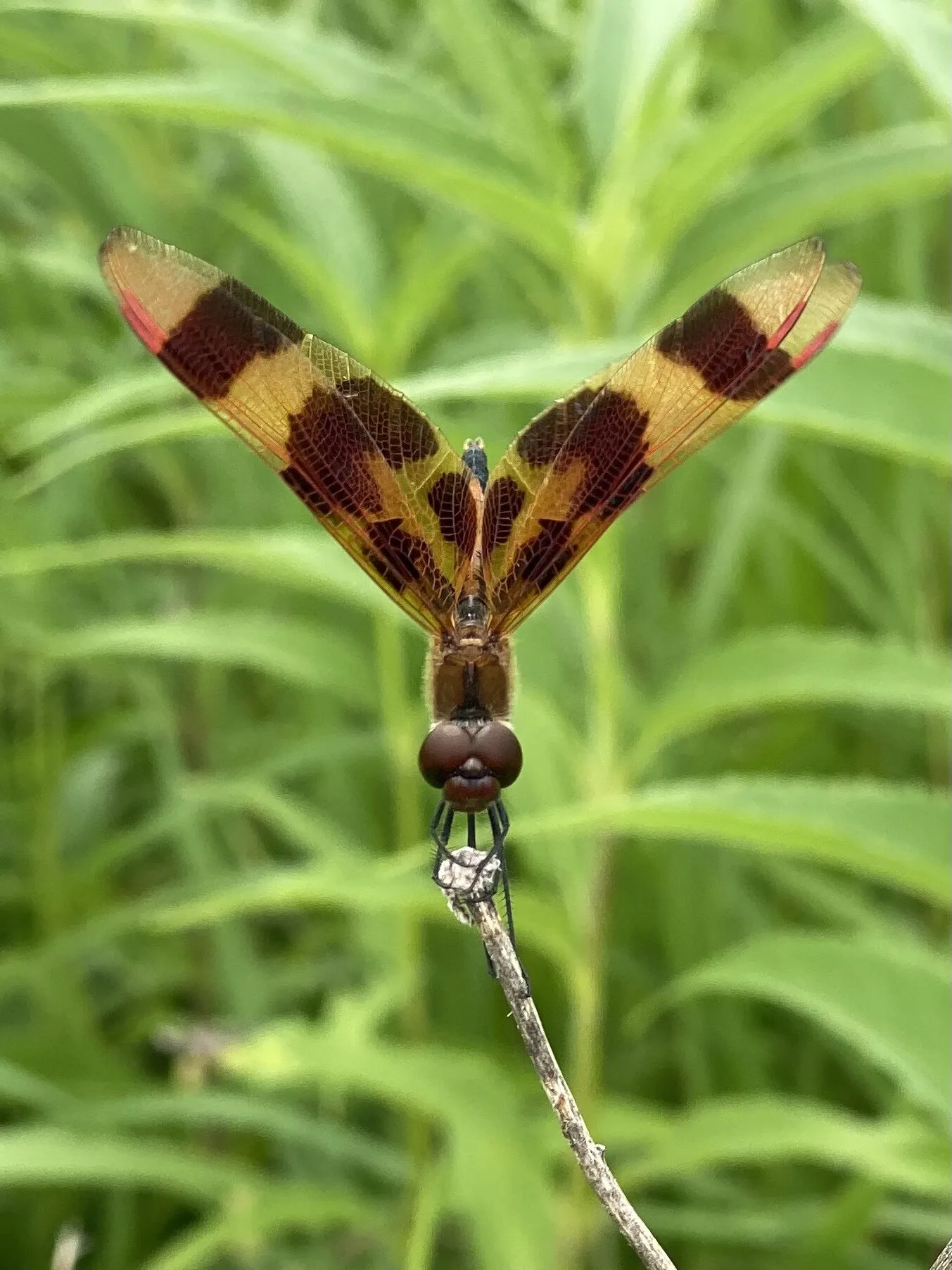 Dragonfly