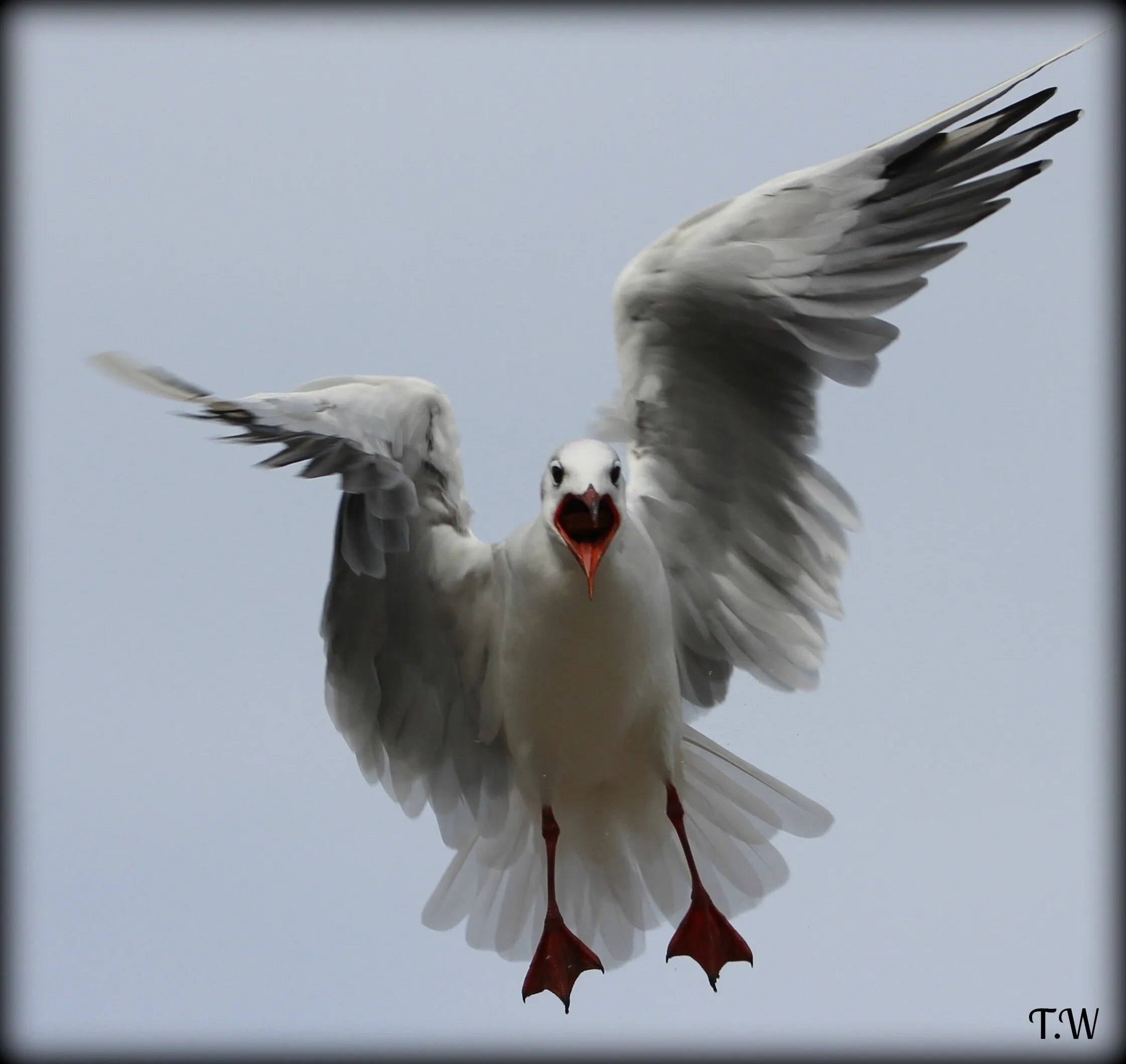 Gull