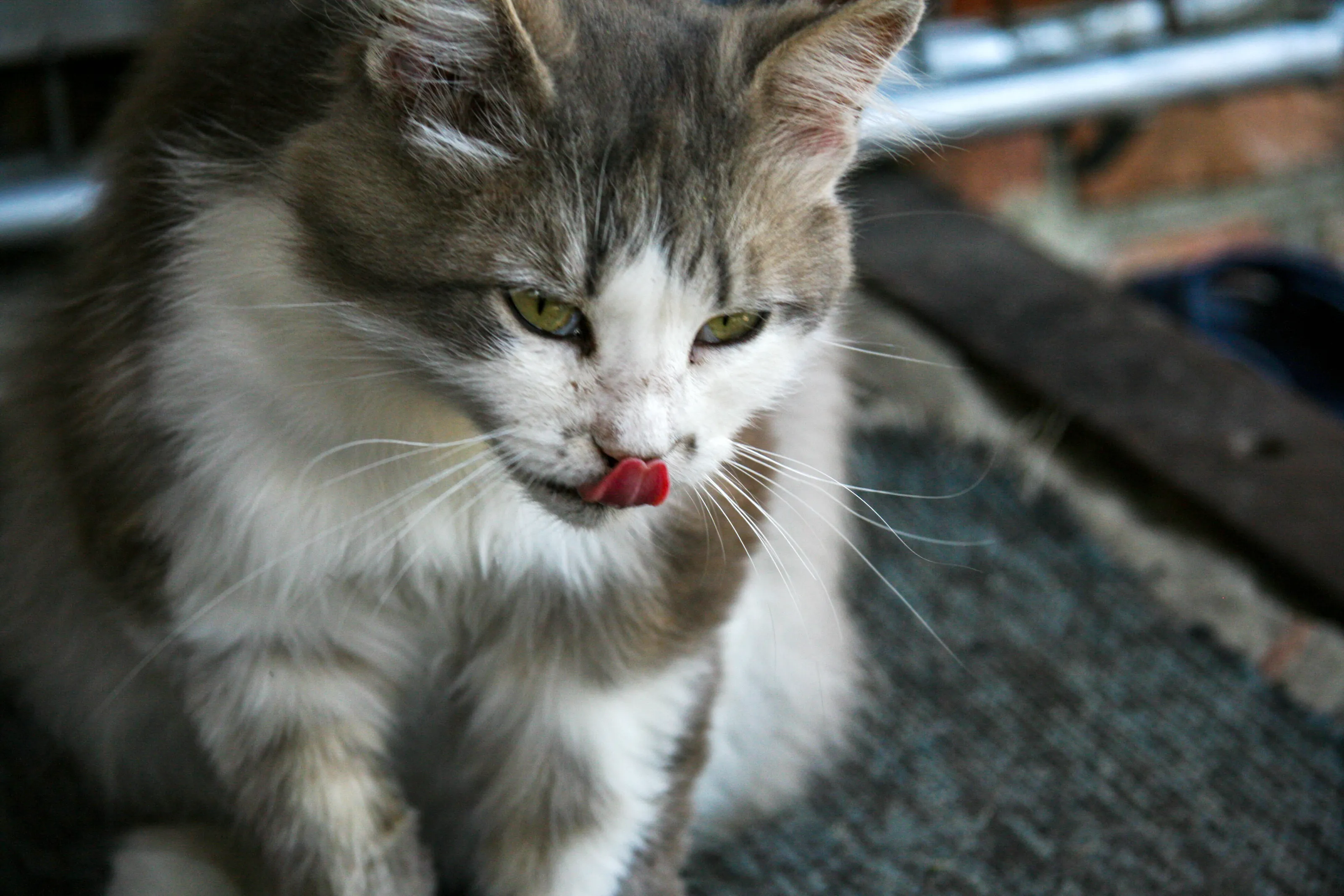 The cat washes itself