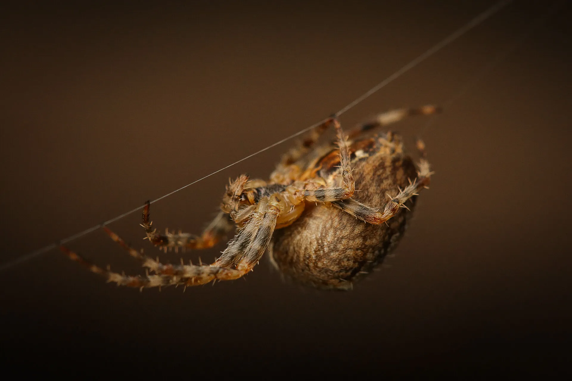 Orbweaver Creating a Web