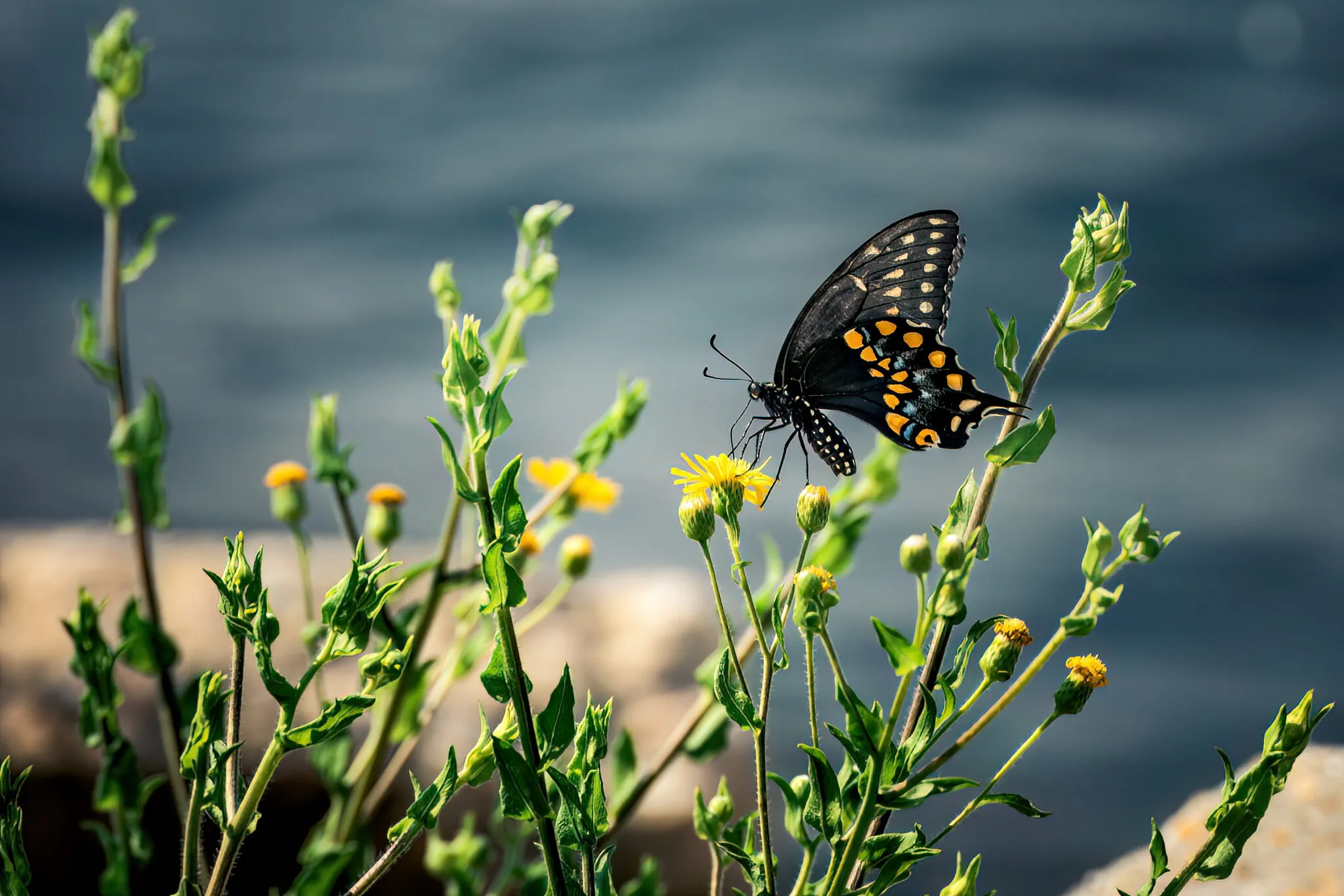 Butterfly I