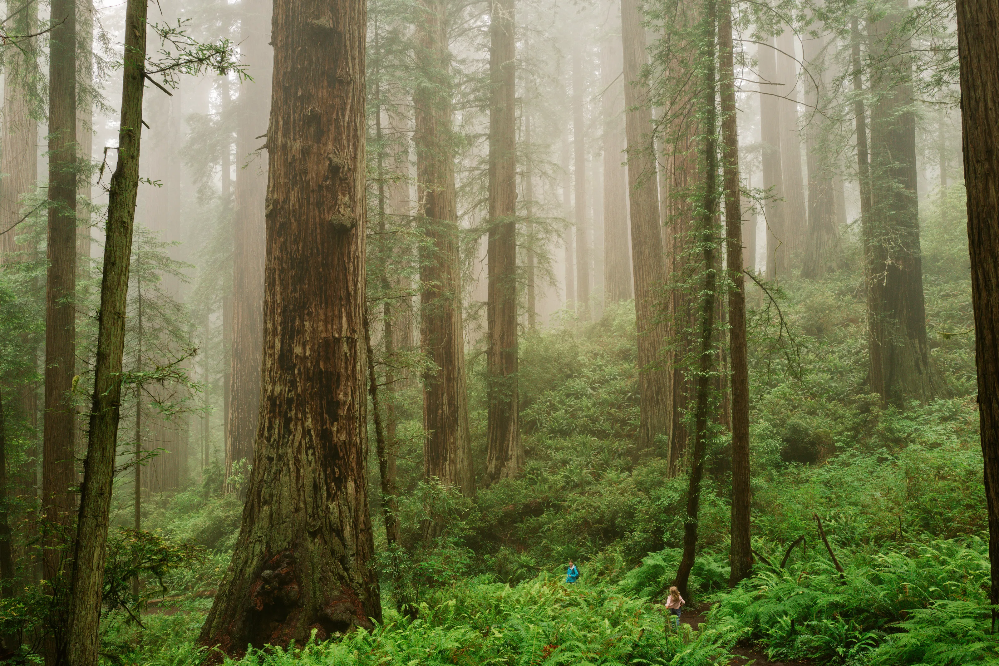 Redwood Forest.