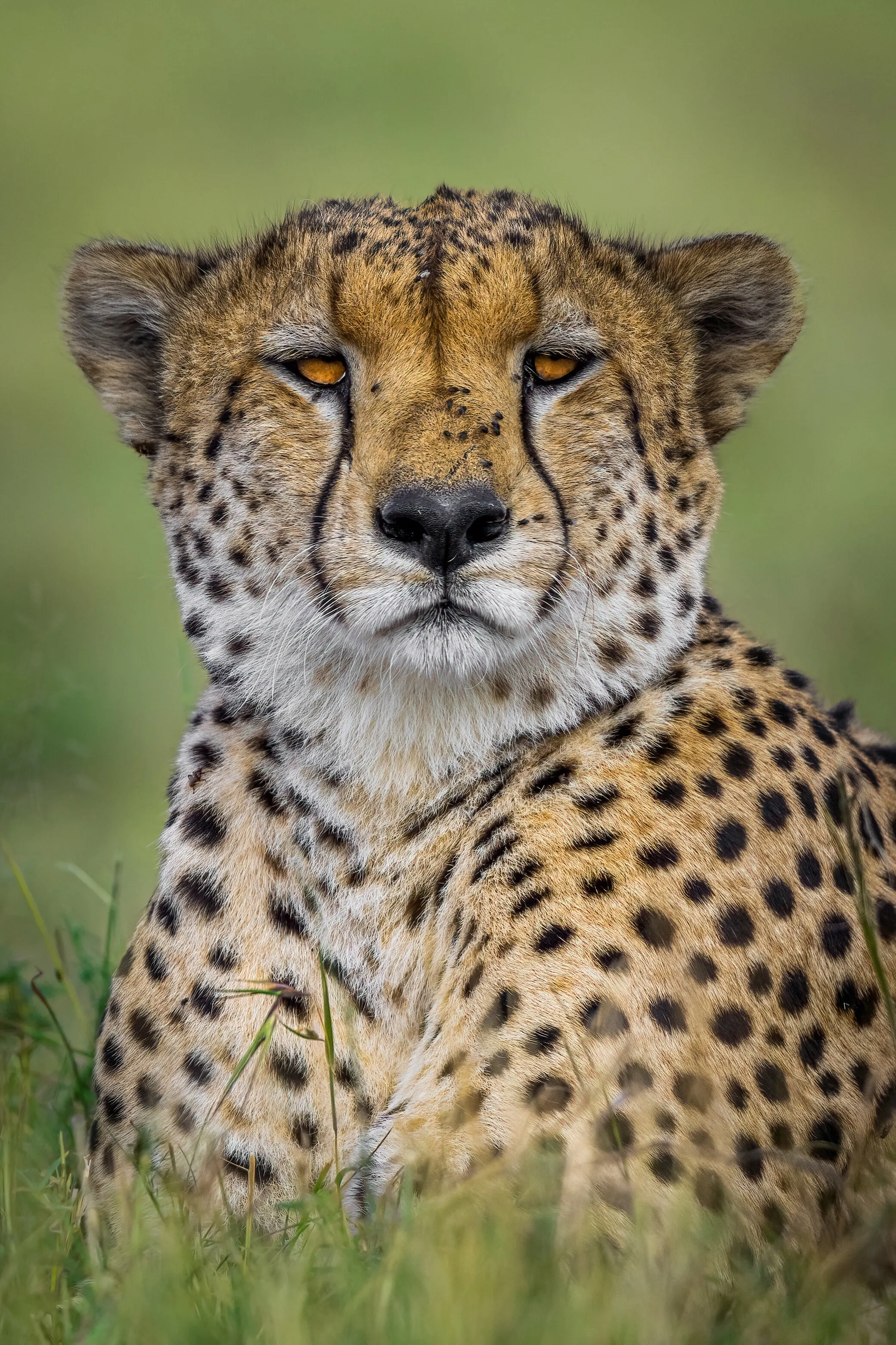 The relaxing cheetah