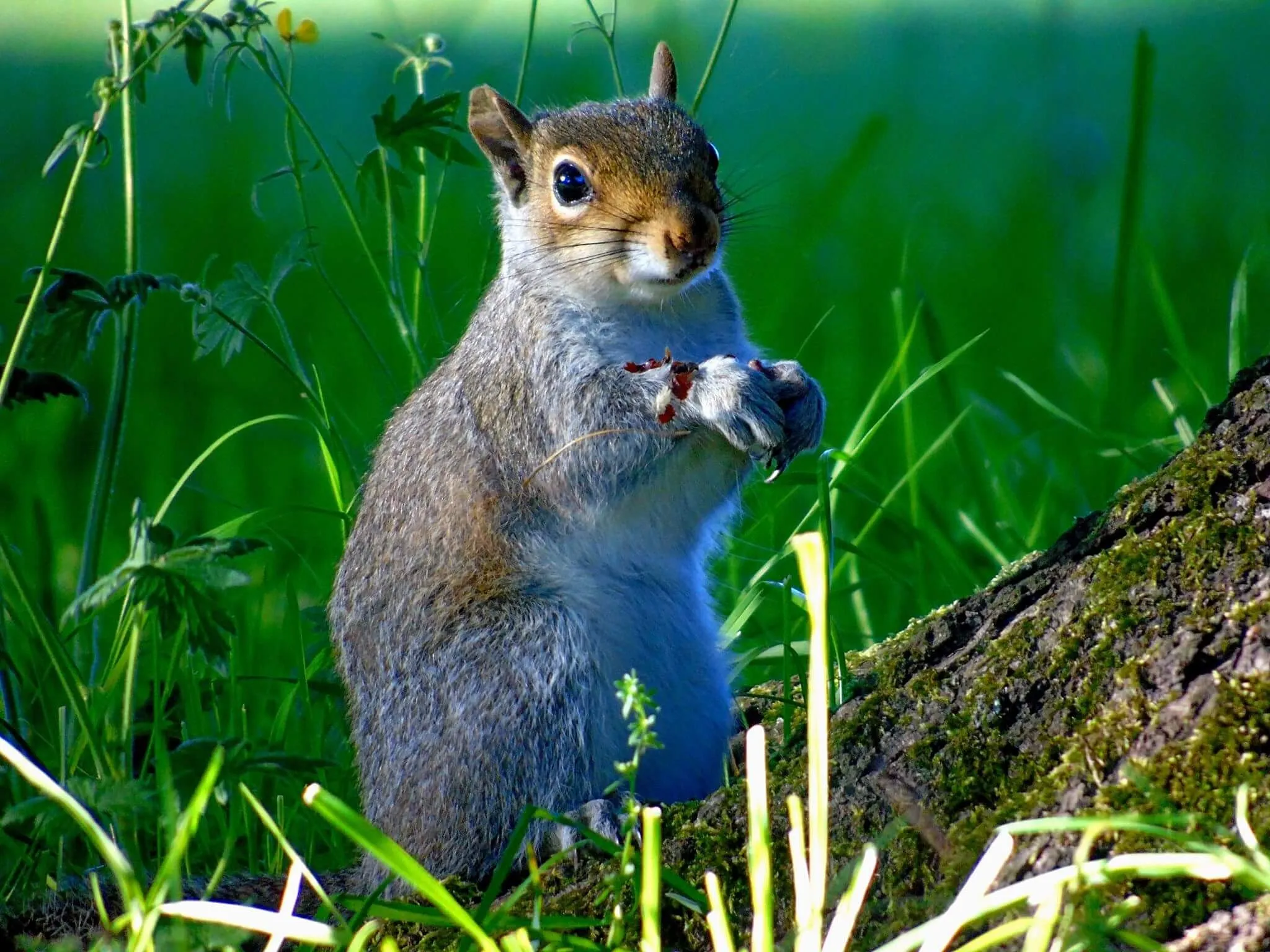 Squirrel