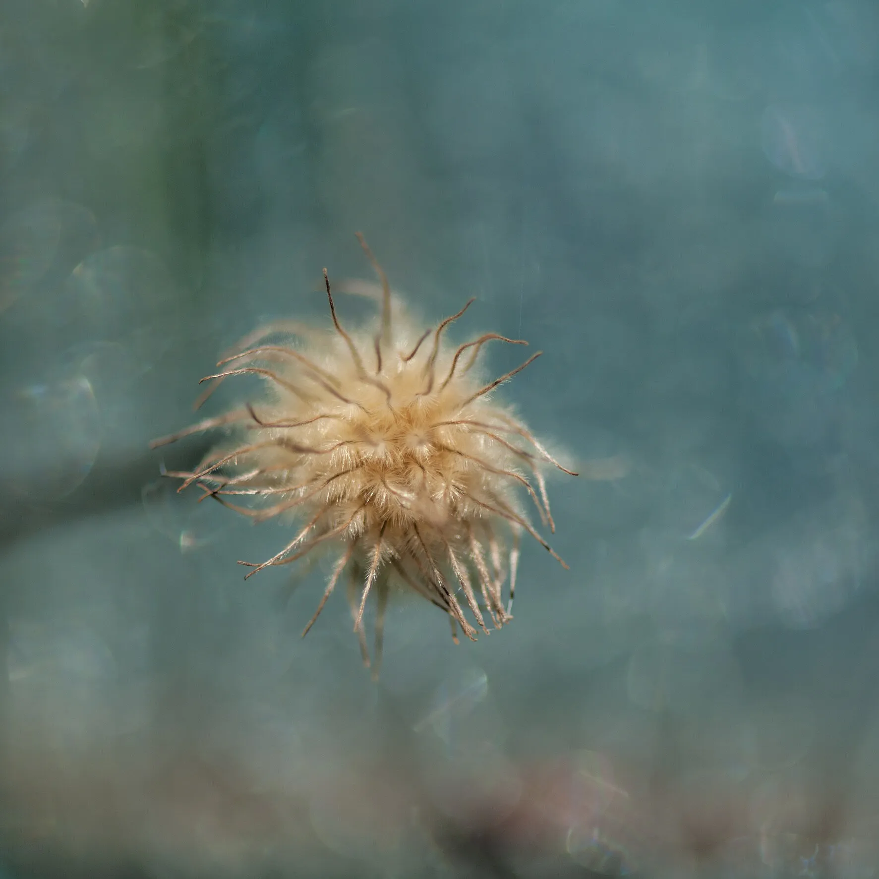 Dead Clematis