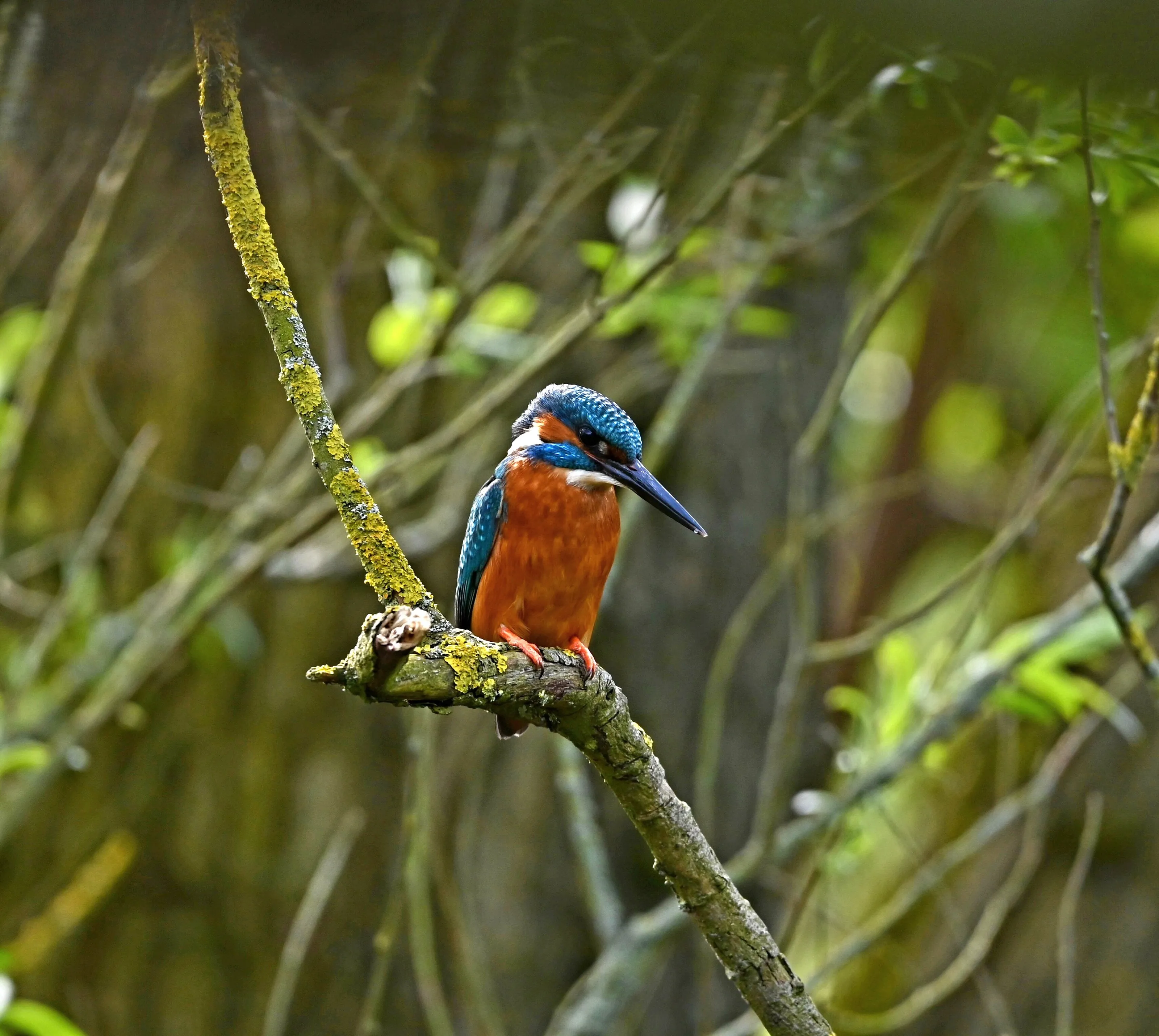 The beautiful kingfisher