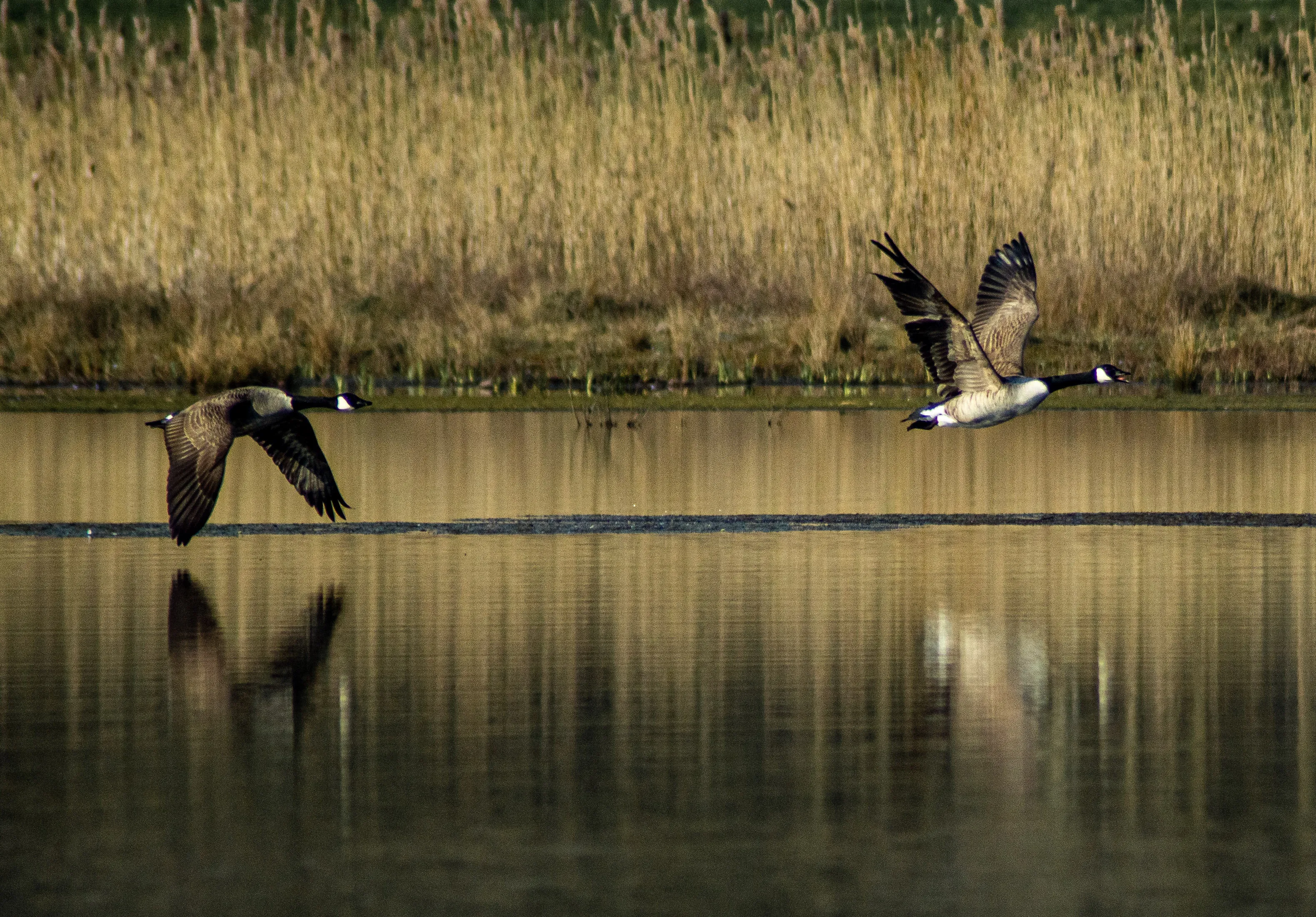 Canadian Geese