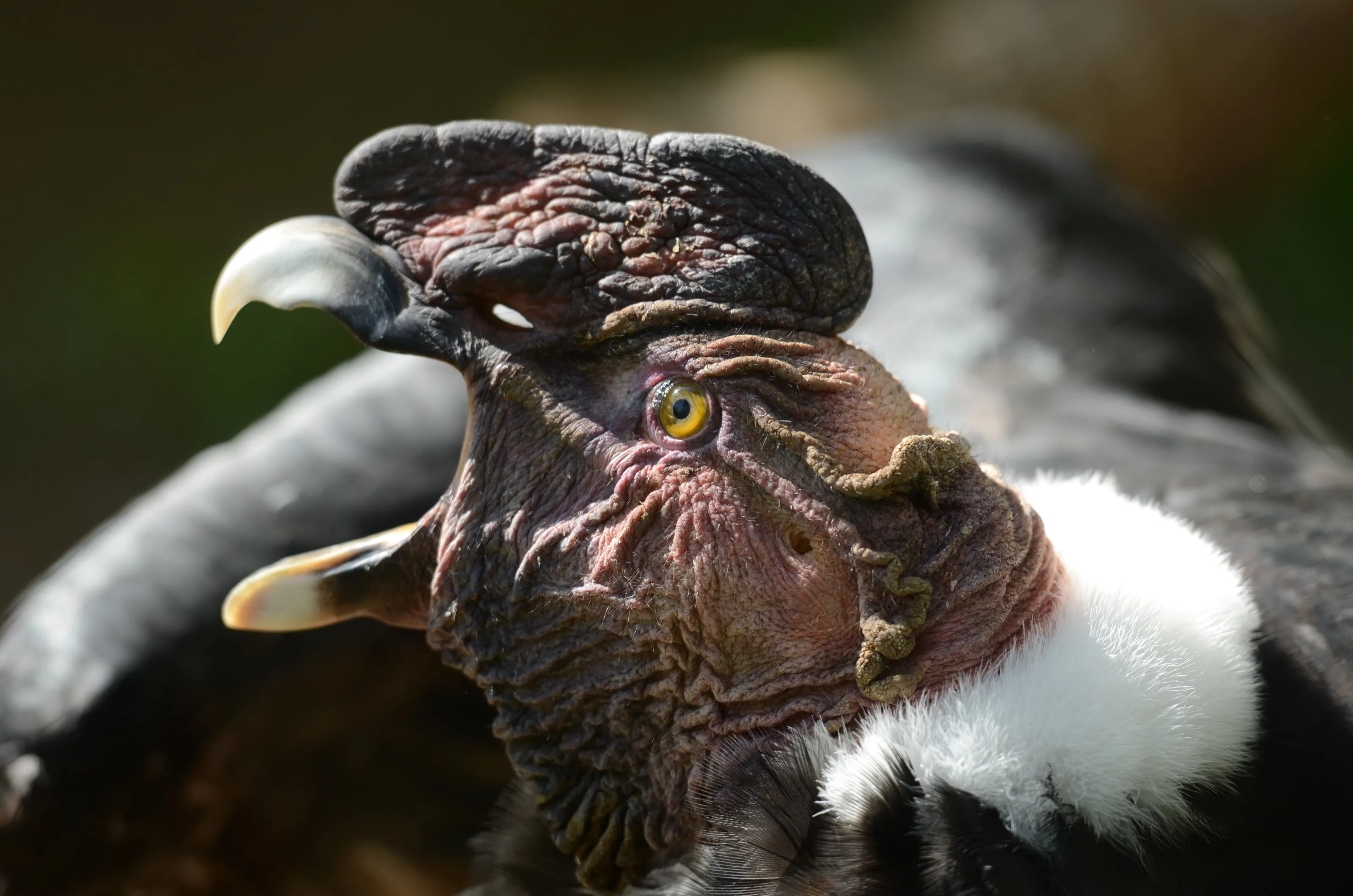 Condor in a cage