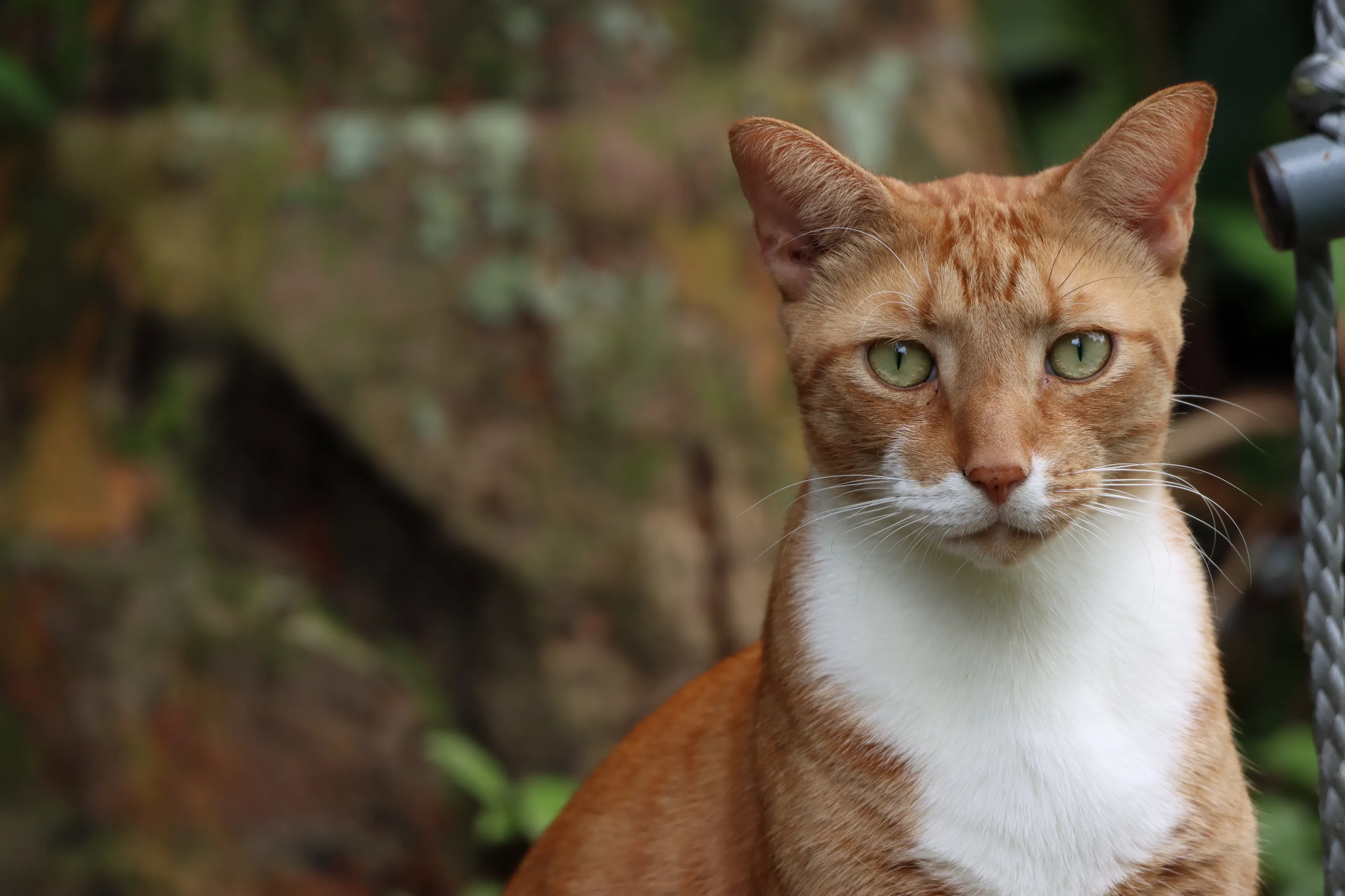 Buddy the Cat