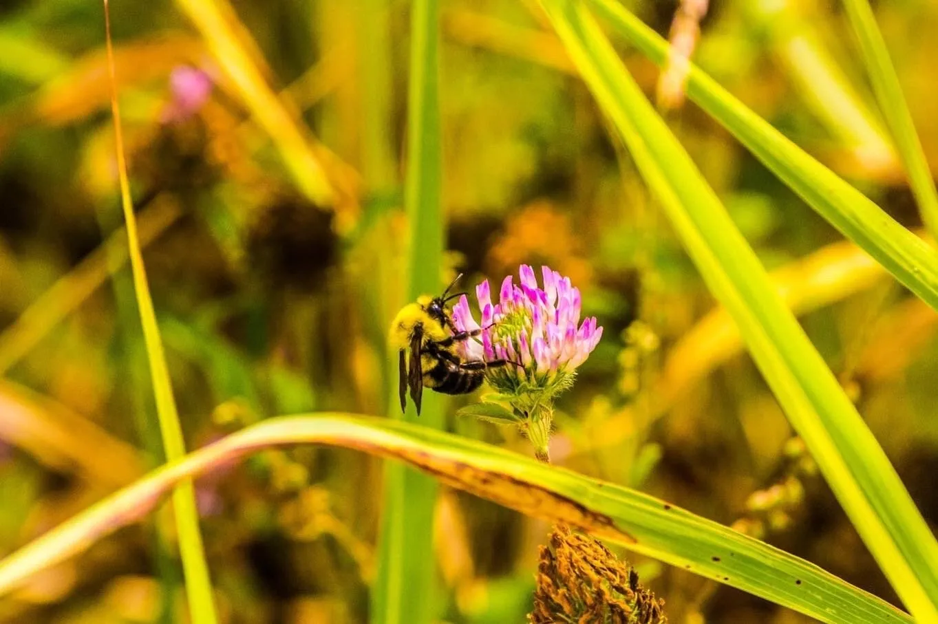 Bumble bee