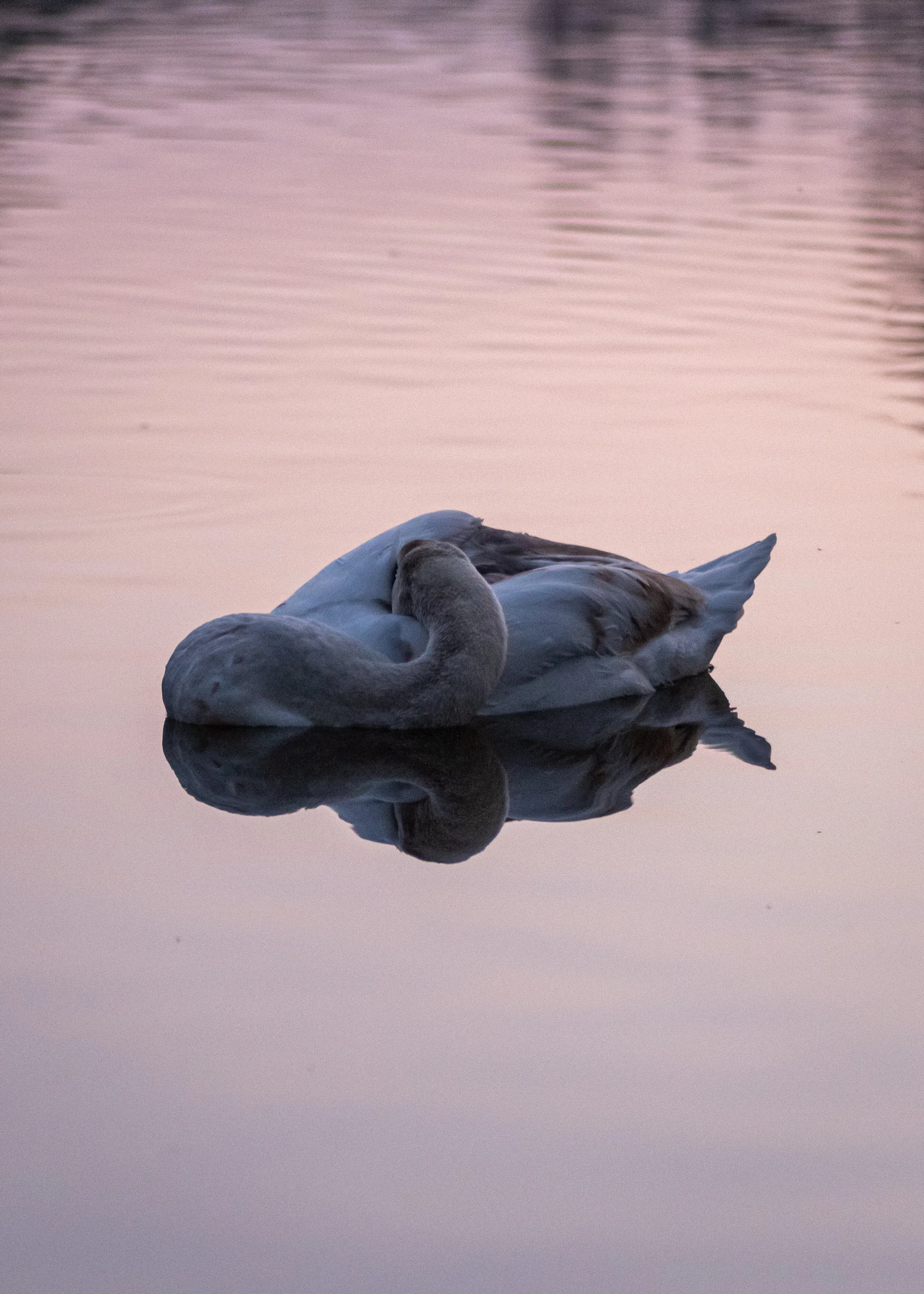 Sleeping Swan