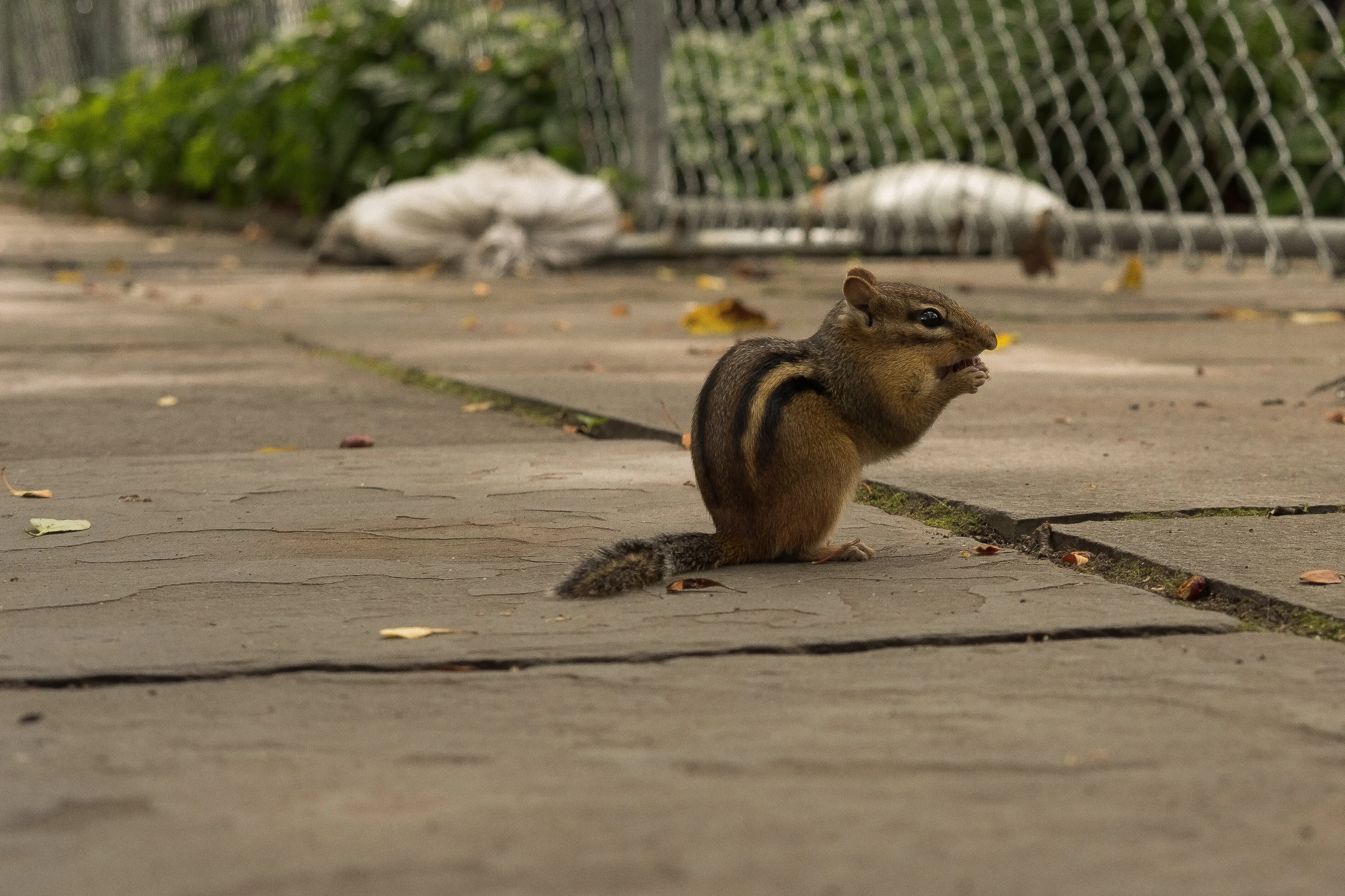 Little Buddy